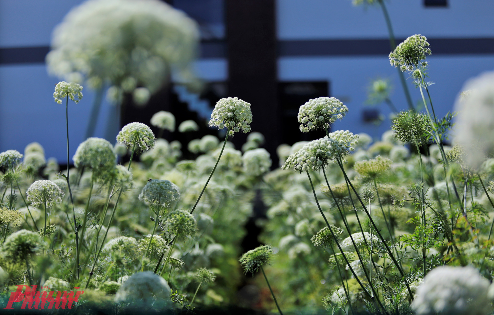 Nhiều du khách ví việc “săn” được hoa cà rốt ở Đà Lạt còn khó hơn cả săn mây, bởi không phải lúc nào cũng gặp và cũng không phải vườn nào cây cà rốt cũng được để trổ hoa.