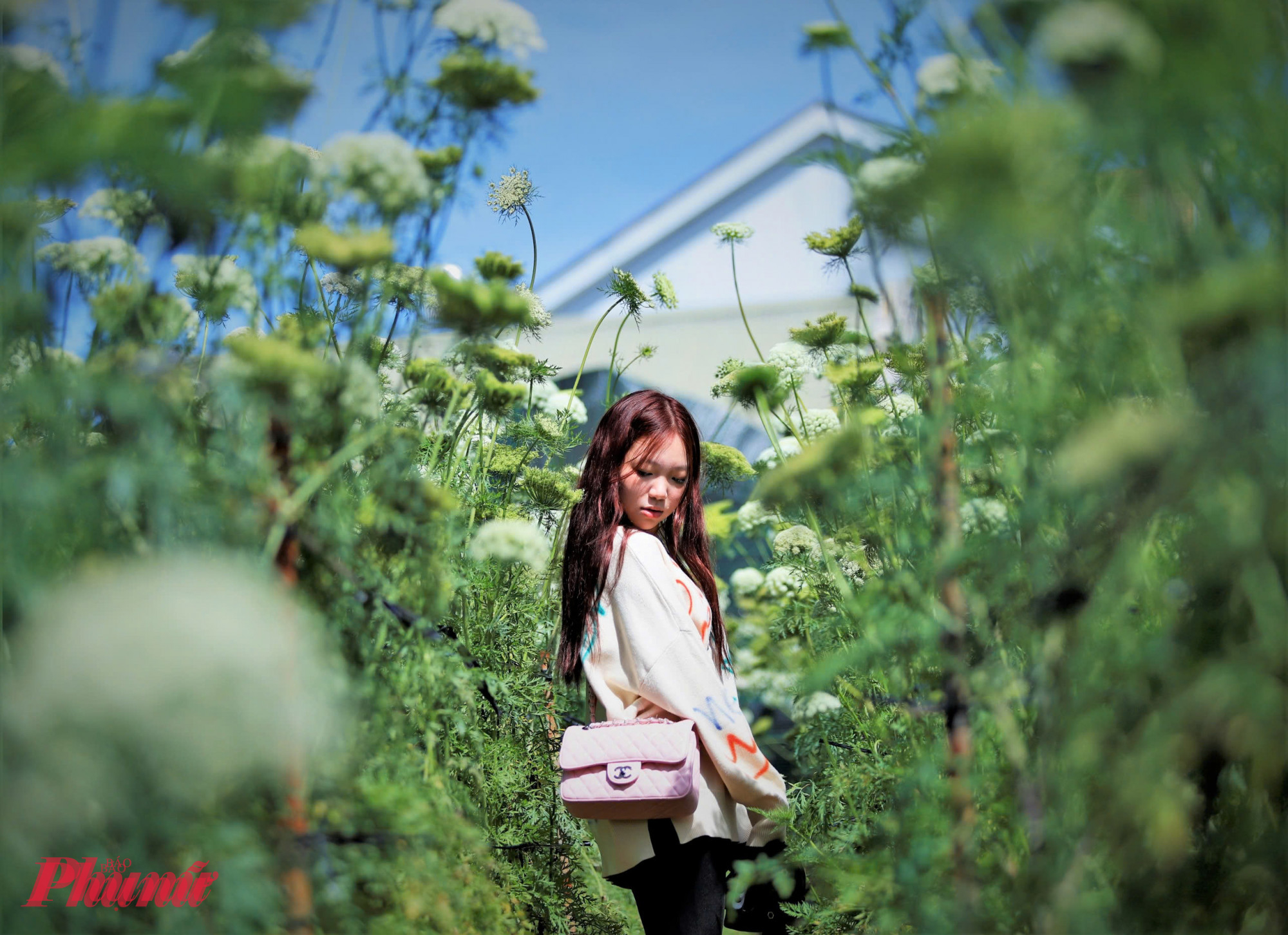 Vào mùa nở rộ, hoa cà rốt lặng lẽ bung cánh giữa những luống rau, khiến không ít người đi đường phải dừng bước vì ngạc nhiên. 