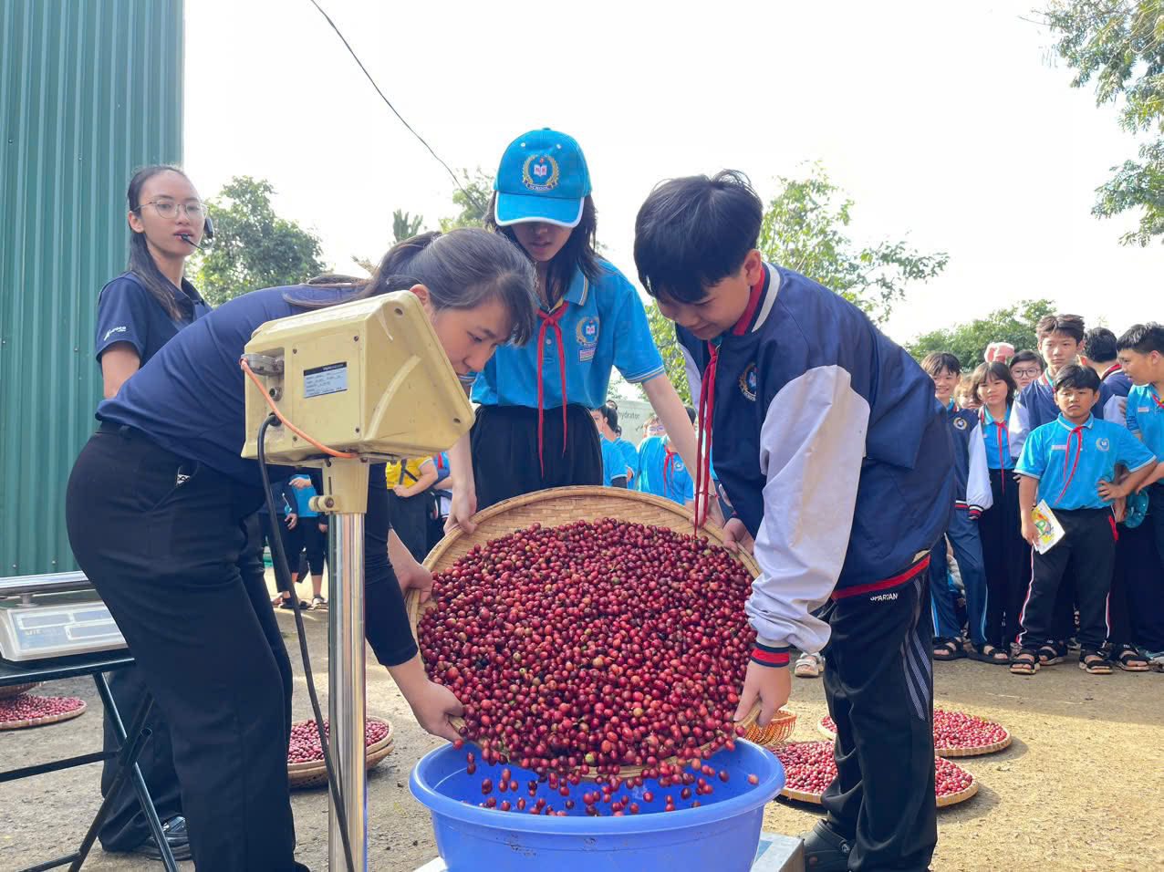 Dưới sự hướng dẫn của nhân viên trang trại, các em cùng nhau cân trọng lượng cà phê vừa hái được - ảnh: Đình Tư