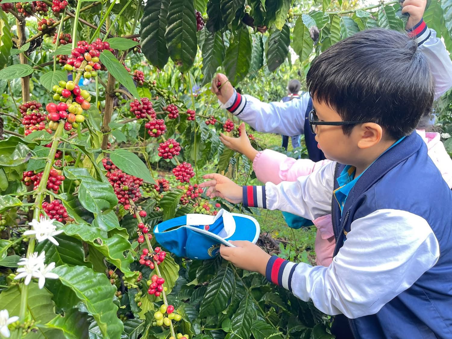 Từ những thao tác ban đầu còn bỡ ngỡ, các em dần trở nên thuần thục hơn, nâng niu từng chùm quả như chính thành quả lao động của mình. Rẫy cà phê vì thế mà thêm sinh động, tràn đầy sức sống tuổi thơ - ảnh: Đình Tư.