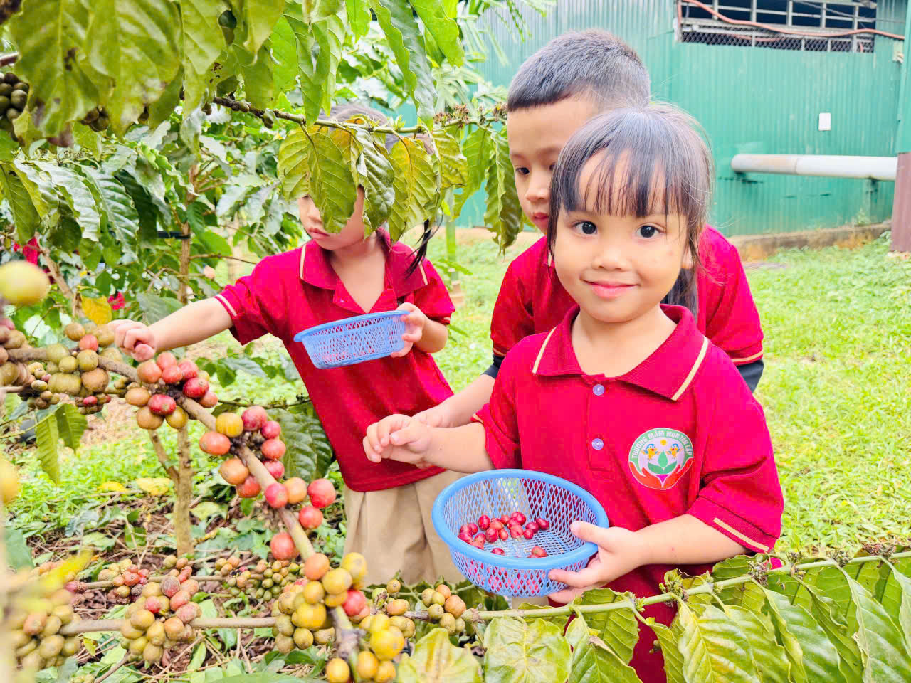 Khi những rẫy cà phê bắt đầu chuyển mình sang sắc đỏ rực rỡ, báo hiệu mùa thu hoạch đã về, cũng là lúc nhiều học sinh ở Đắk Lắk có dịp bước ra khỏi lớp học, đến gần hơn với thiên nhiên và trải nghiệm những công đoạn thu hoạch cà phê.