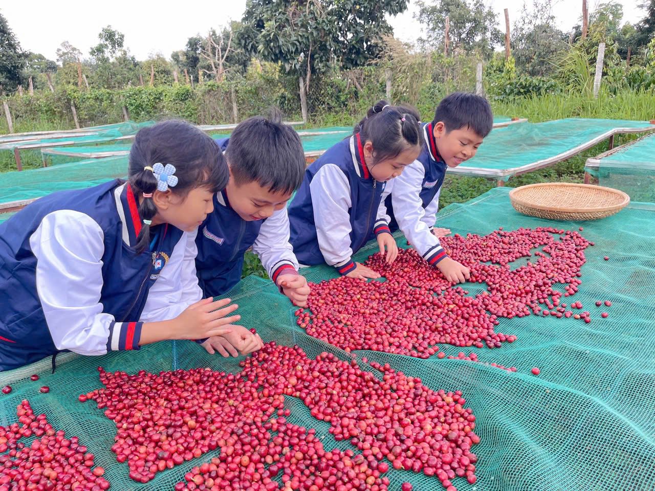 Kết thúc công đoạn thu hái, các em tiếp tục trải nghiệm việc phơi cà phê trên giàn. Đây là một bước quan trọng để tạo nên hạt cà phê chất lượng.