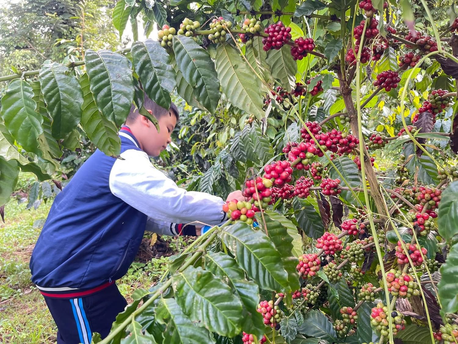 Những chùm cà phê chín mọng, căng tròn trên cành không chỉ mang theo hy vọng về một mùa vụ bội thu của người nông dân, mà còn mở ra môi trường học tập đầy hứng khởi cho các em học sinh - ảnh: Đình Tư.