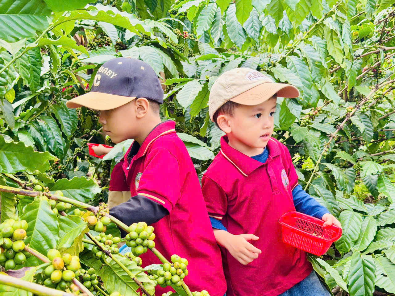  Những bàn tay nhỏ tỉ mẩn len giữa tán cà phê, tìm hái từng trái chín để thu hoạch - ảnh: T.H.