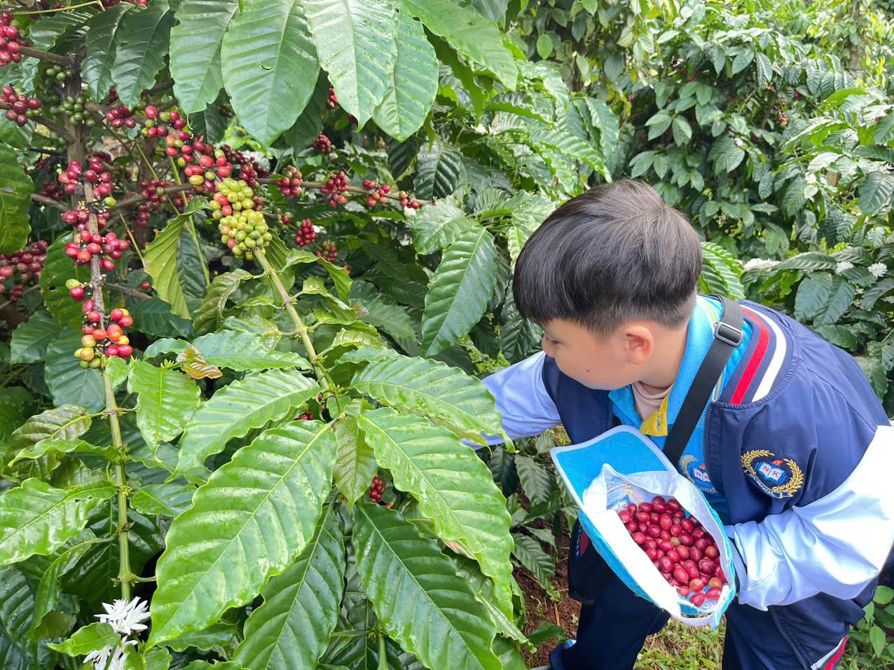  Những chiếc nón trở thành ‘giỏ đựng’ tạm thời cho cà phê vừa được các em hái xuống