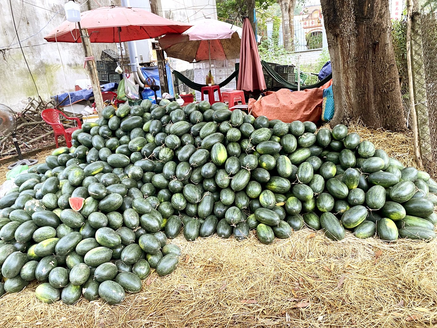 Dưa tết ven đường - Ảnh do tác giả cung cấp