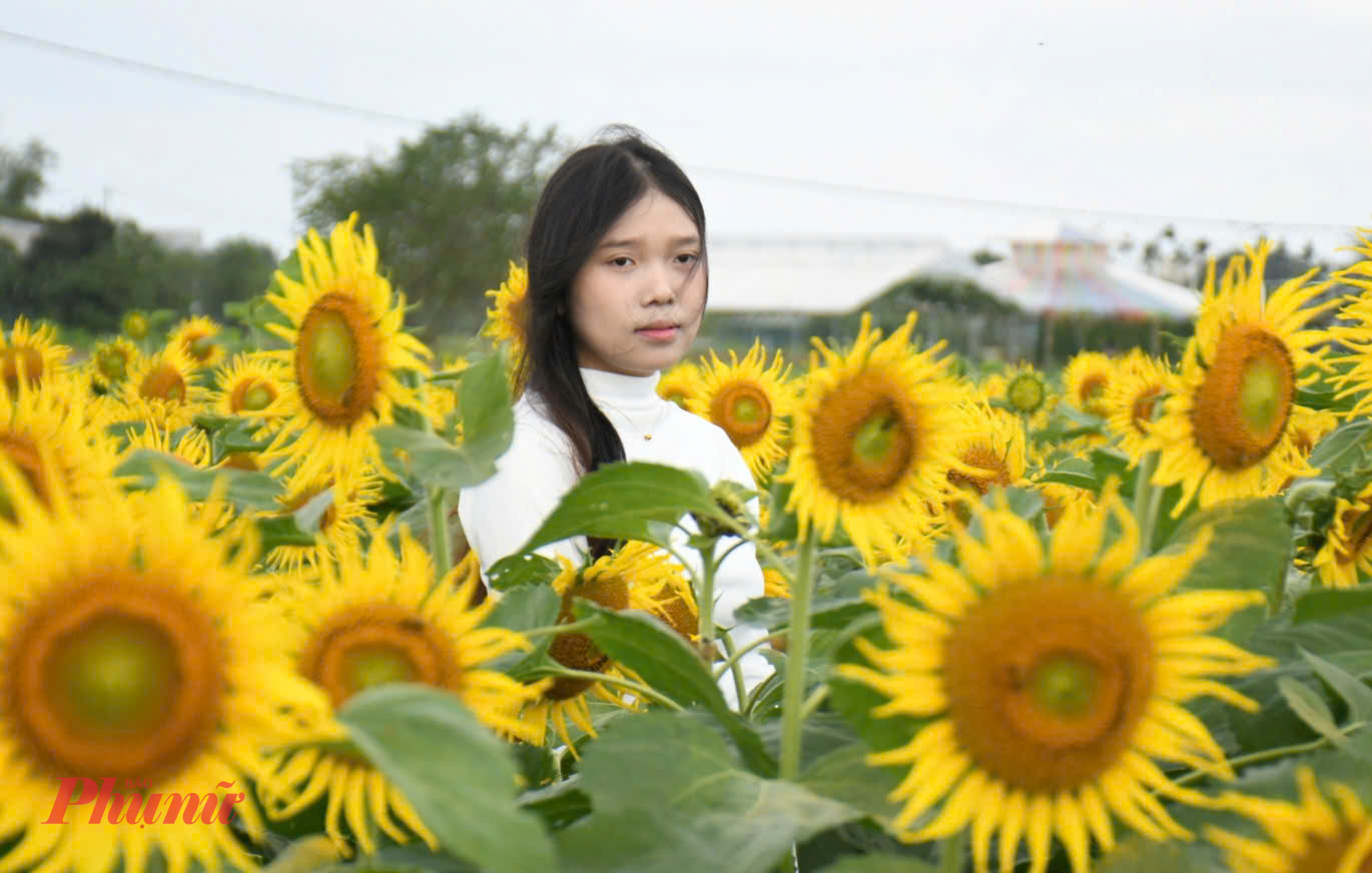 Theo bạn trẻ Lê Hải Dương, việc xuất hiện một cánh đồng hoa hướng dương quy mô lớn ngay tại địa phương giúp người trẻ có thêm lựa chọn vui chơi, chụp ảnh dịp cuối năm mà không phải đi xa. Không gian rộng, hoa nở đều, rất phù hợp để đi cùng nhóm bạn hoặc gia đình trong những ngày cận Tết.