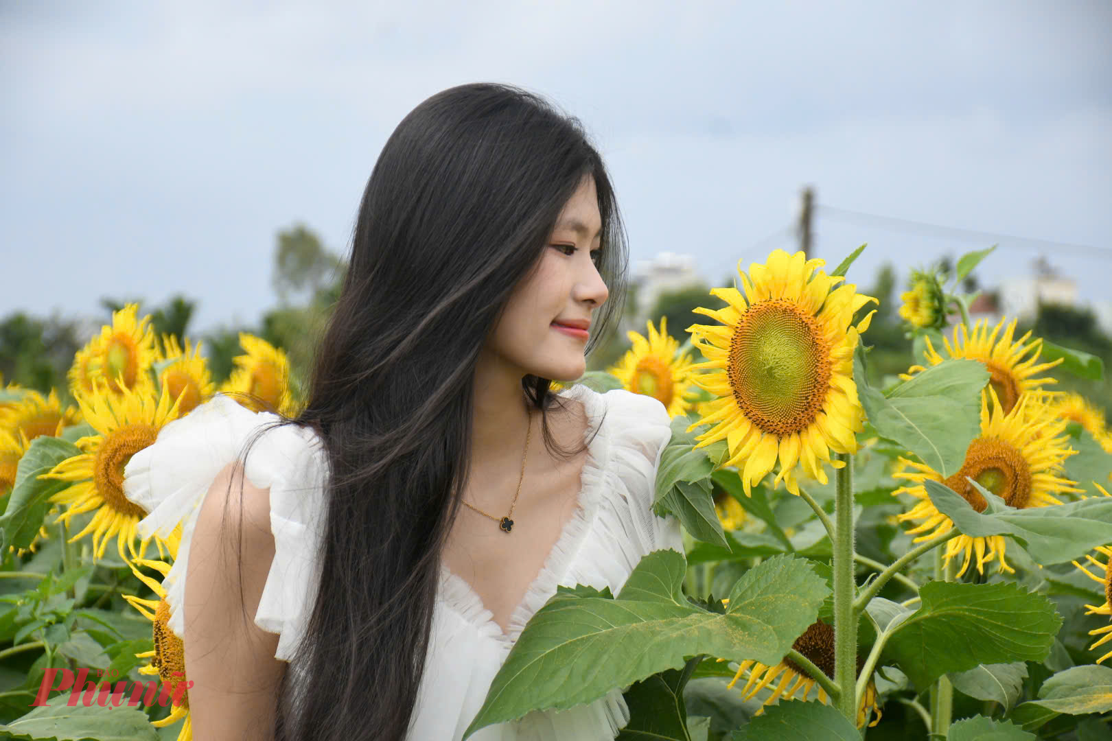 Hiện vườn hoa mở cửa miễn phí cho người dân tham quan, chụp ảnh. Đến cao điểm Tết, khi hoa nở rộ và đạt độ đẹp nhất, chủ vườn sẽ tổ chức thu phí để phục vụ du khách.