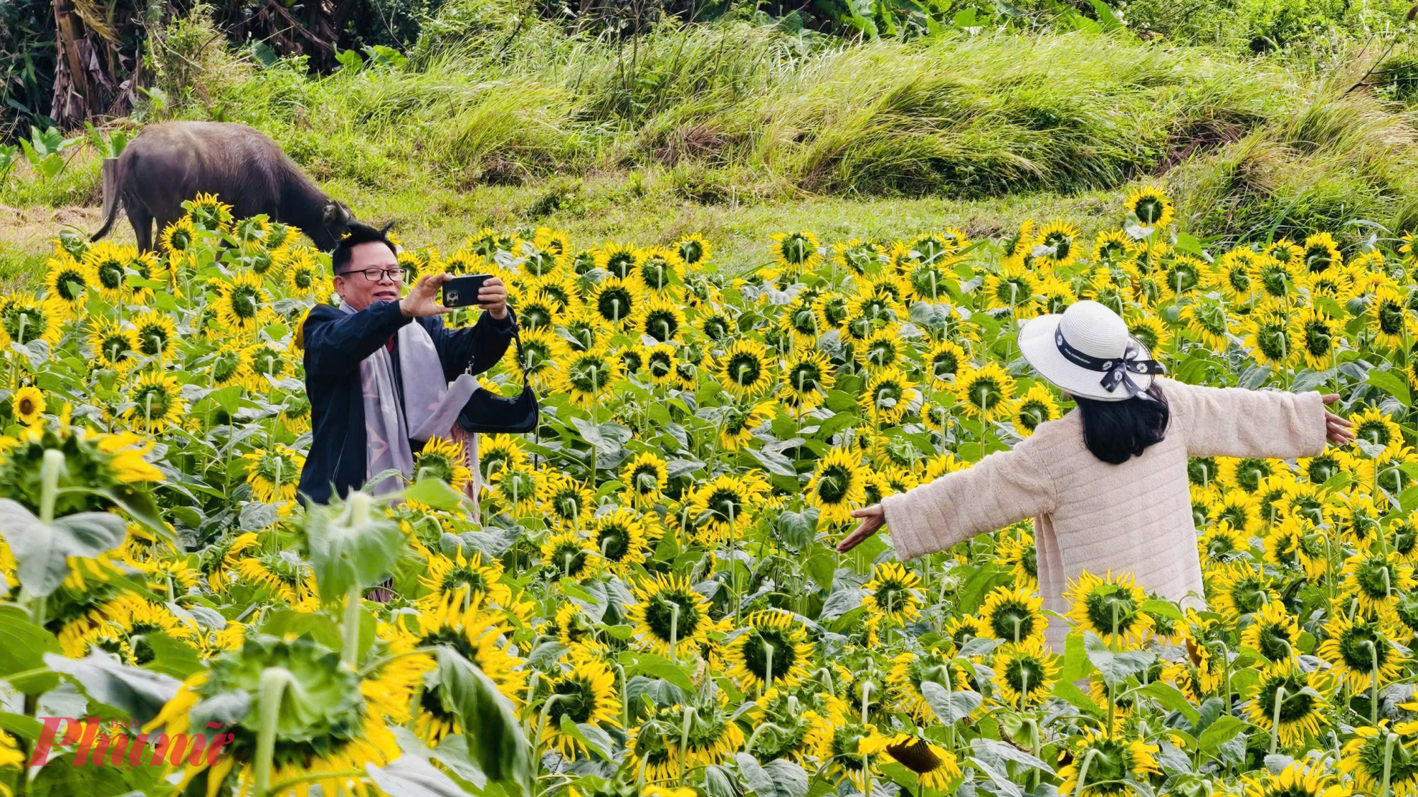 Vườn có hơn một triệu bông hoa, trong đó hướng dương là chủ đạo, xen kẽ một số loại hoa khác để tăng thêm sắc màu, tạo điểm nhấn cho không gian.