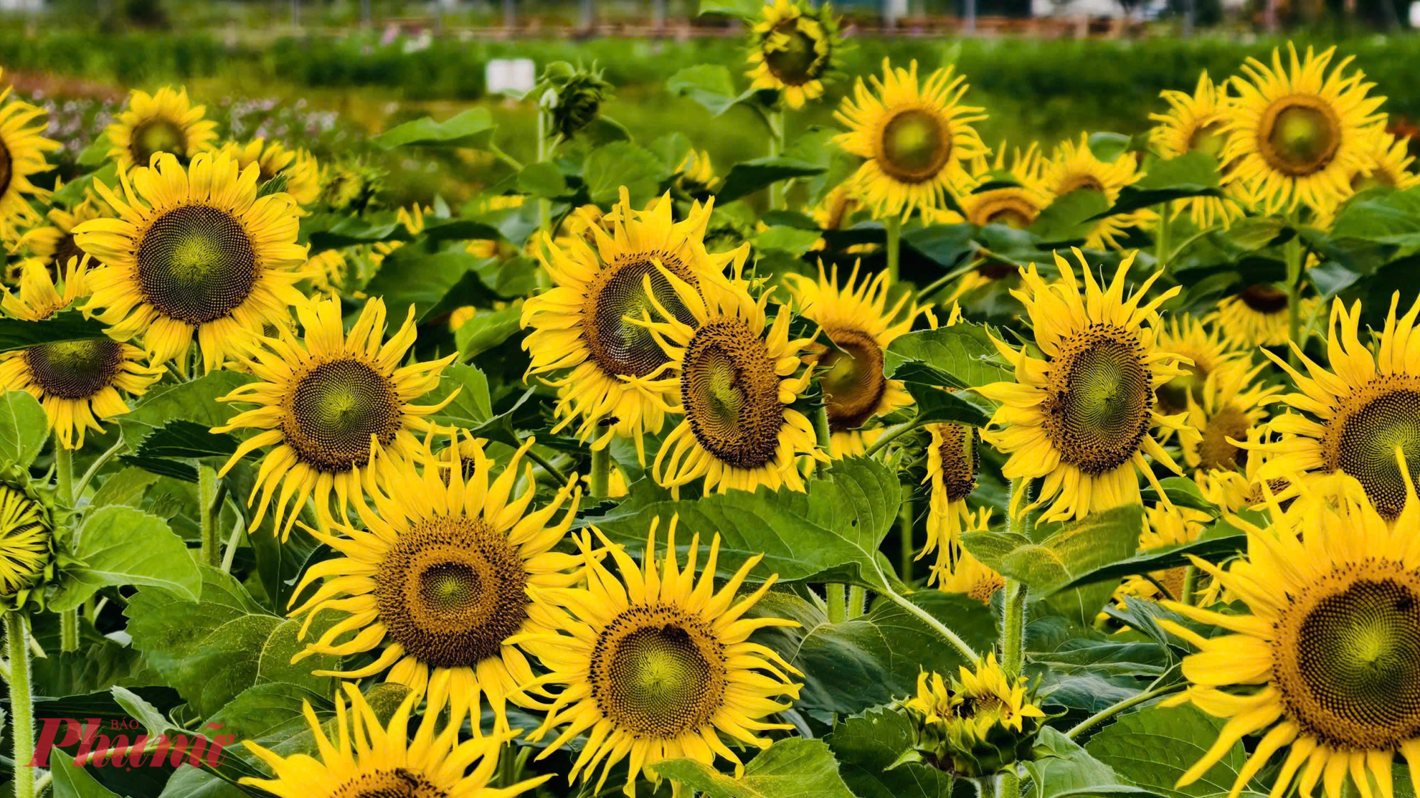 Theo chị Trinh, hoa hướng dương được gieo trồng từ đầu tháng 10, sau khoảng 60–70 ngày bắt đầu cho hoa. Tuy nhiên, quá trình chăm sóc gặp không ít khó khăn do thời tiết thất thường, mưa nắng xen kẽ, thậm chí có thời điểm ảnh hưởng mưa bão kéo dài.