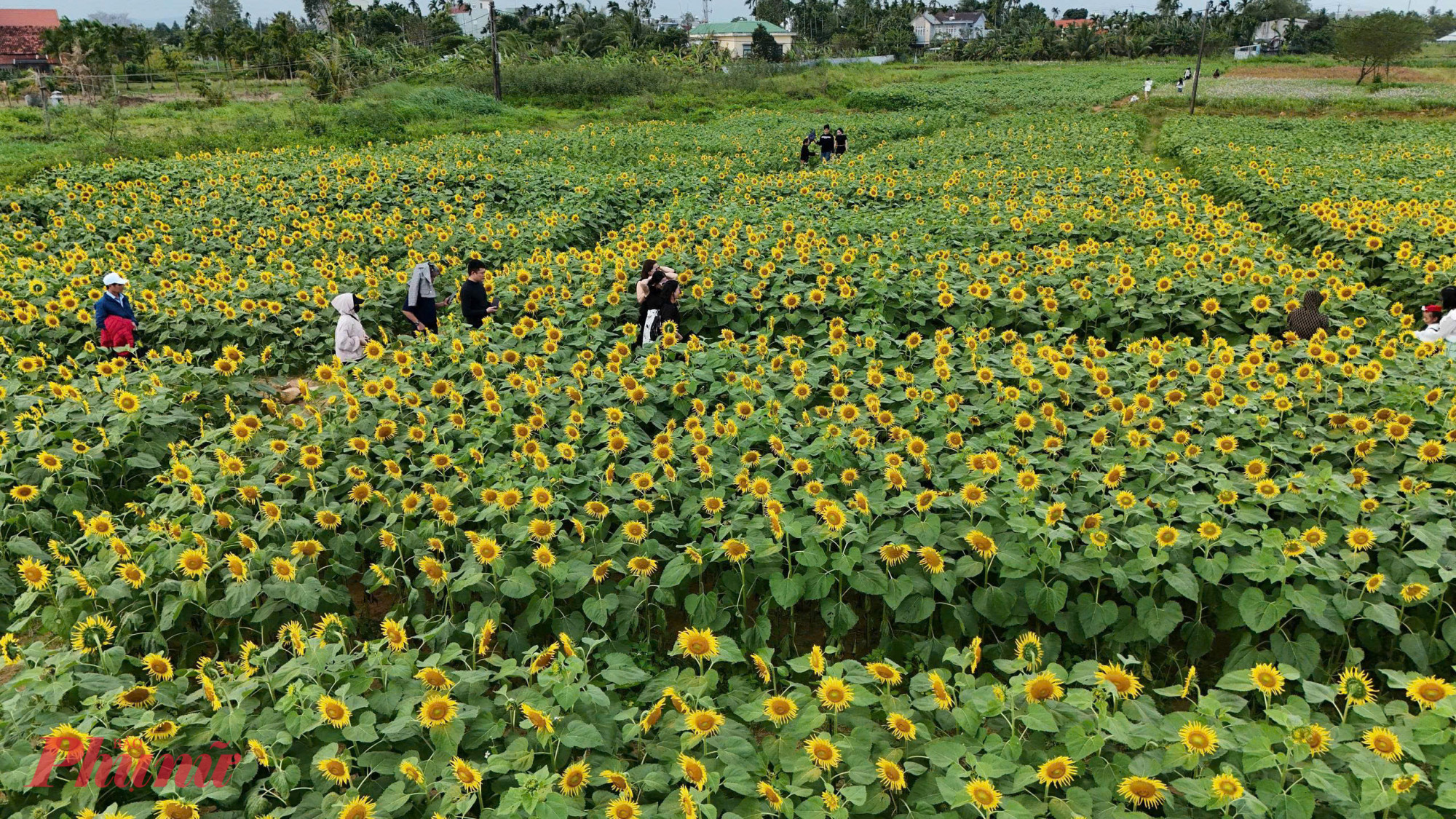 Cảnh sắc rực rỡ những ngày cận tết làm nhiều người rất háo hức ghé thăm chụp hình.