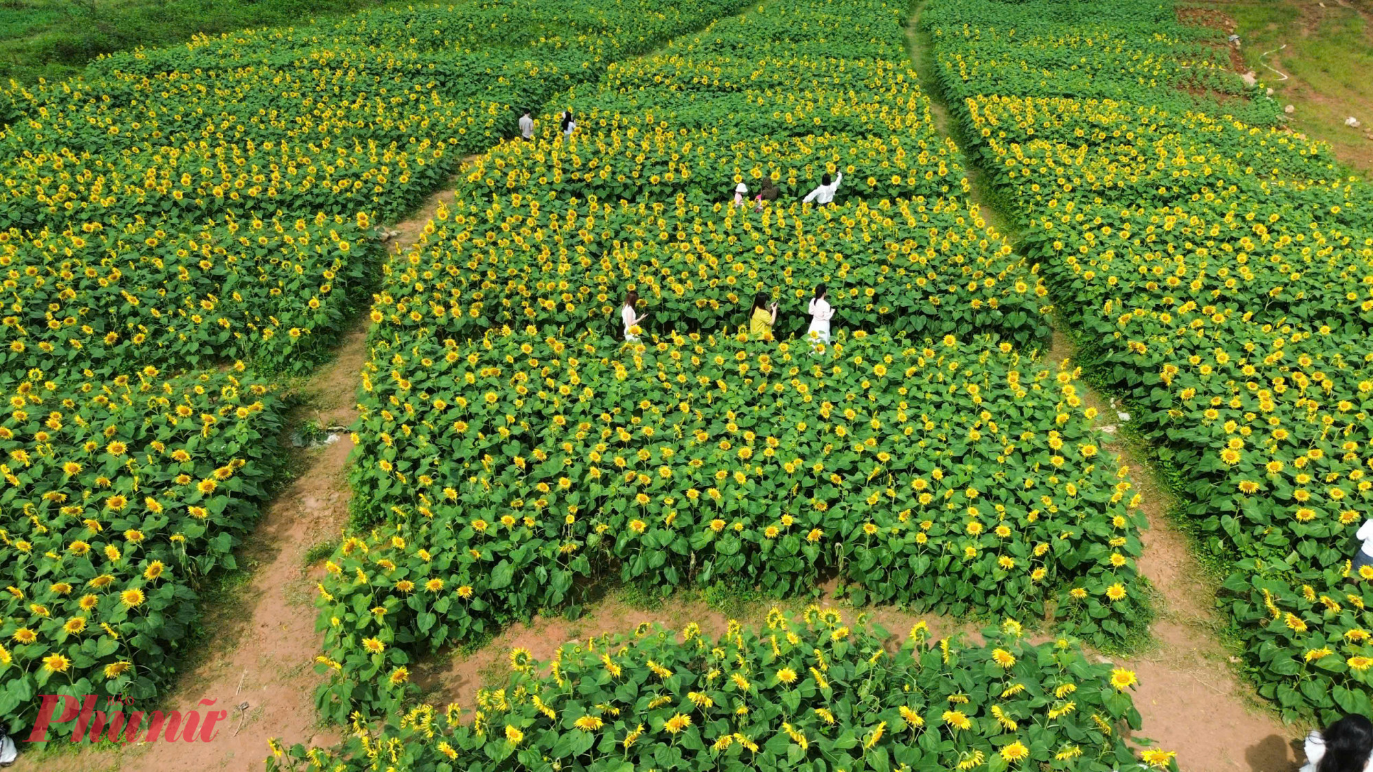 Chị Bùi Thị Mỹ Trinh - chủ vườn hoa – cho biết, khu vực này trước đây là đất bỏ hoang nên gia đình quyết định tận dụng, cải tạo khu đất, trồng hoa để tạo điểm tham quan, chụp ảnh﻿ phục vụ người dân dịp Tết.