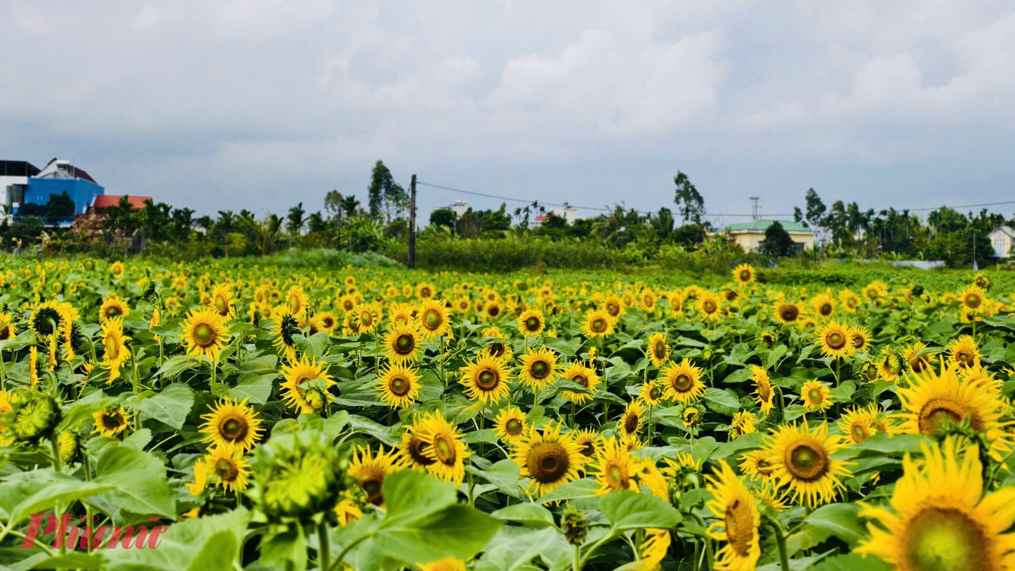 Khung cảnh làng quê thơ mộng.