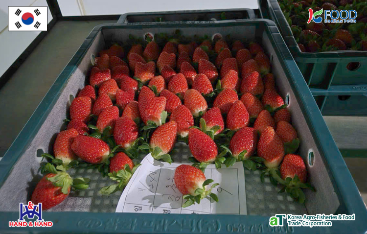 Dâu tây tại nhà đóng gói Hàn Quốc