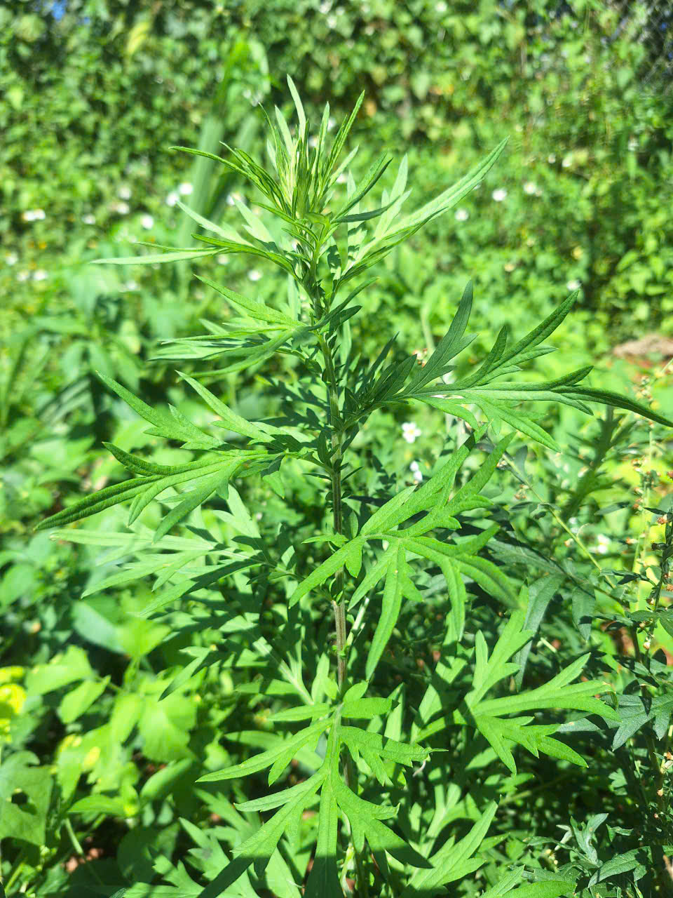 Ngải cứu giúp làm ấm kinh lạc, trừ hàn, giảm đau nhức cơ xương khớp hiệu quả. Ảnh: An Hà