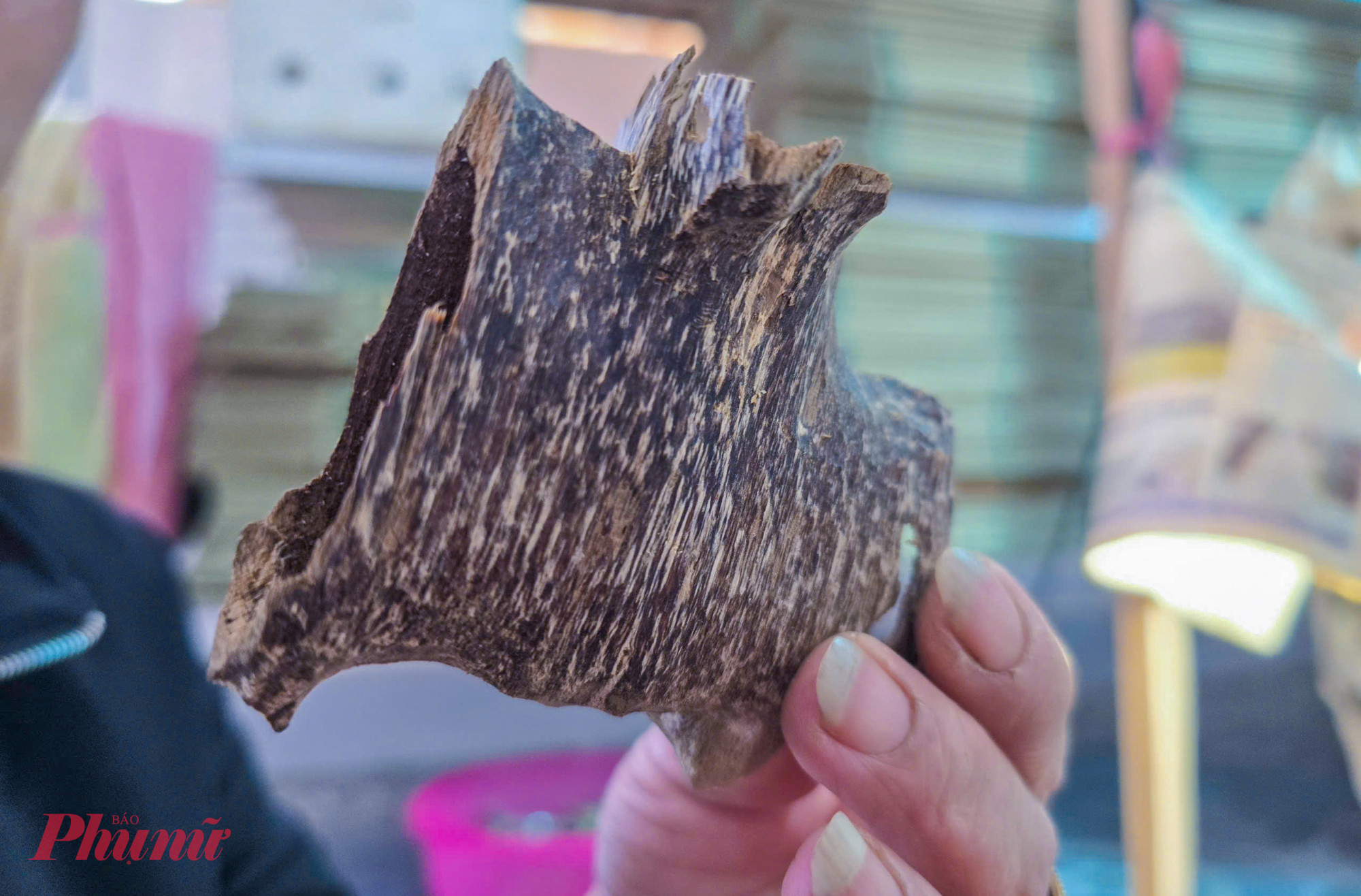 Theo các cơ sở thu mua, trung bình một cây dó bầu cao khoảng 3m, đường kính 2cm, nếu được người dân chủ động khoét lỗ tạo trầm, sẽ thu được khoảng 4 - 5 lạng trầm. 