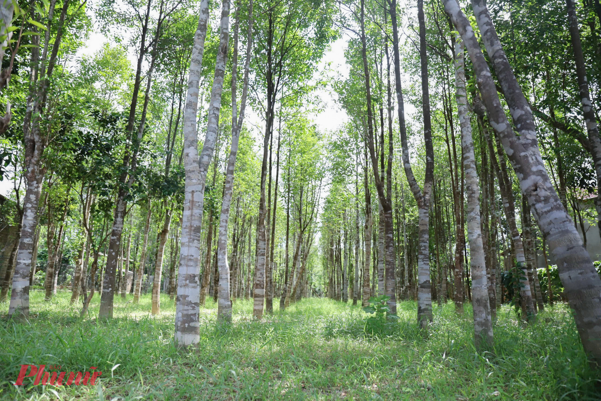 Xã Phúc Trạch được xem là “thủ phủ” của cây dó bầu (dó trầm) ở Hà Tĩnh. Toàn xã hiện có hơn 400ha dó bầu, 2 doanh nghiệp, 1 hợp tác xã và 1 làng nghề chế tác trầm hương, thu hút trên 50 hộ dân tham gia. Từ trồng, khai thác đến chế tác sâu, cây dó bầu mang lại nguồn thu hàng trăm tỉ đồng mỗi năm, trở thành sinh kế chủ lực của nhiều gia đình địa phương.