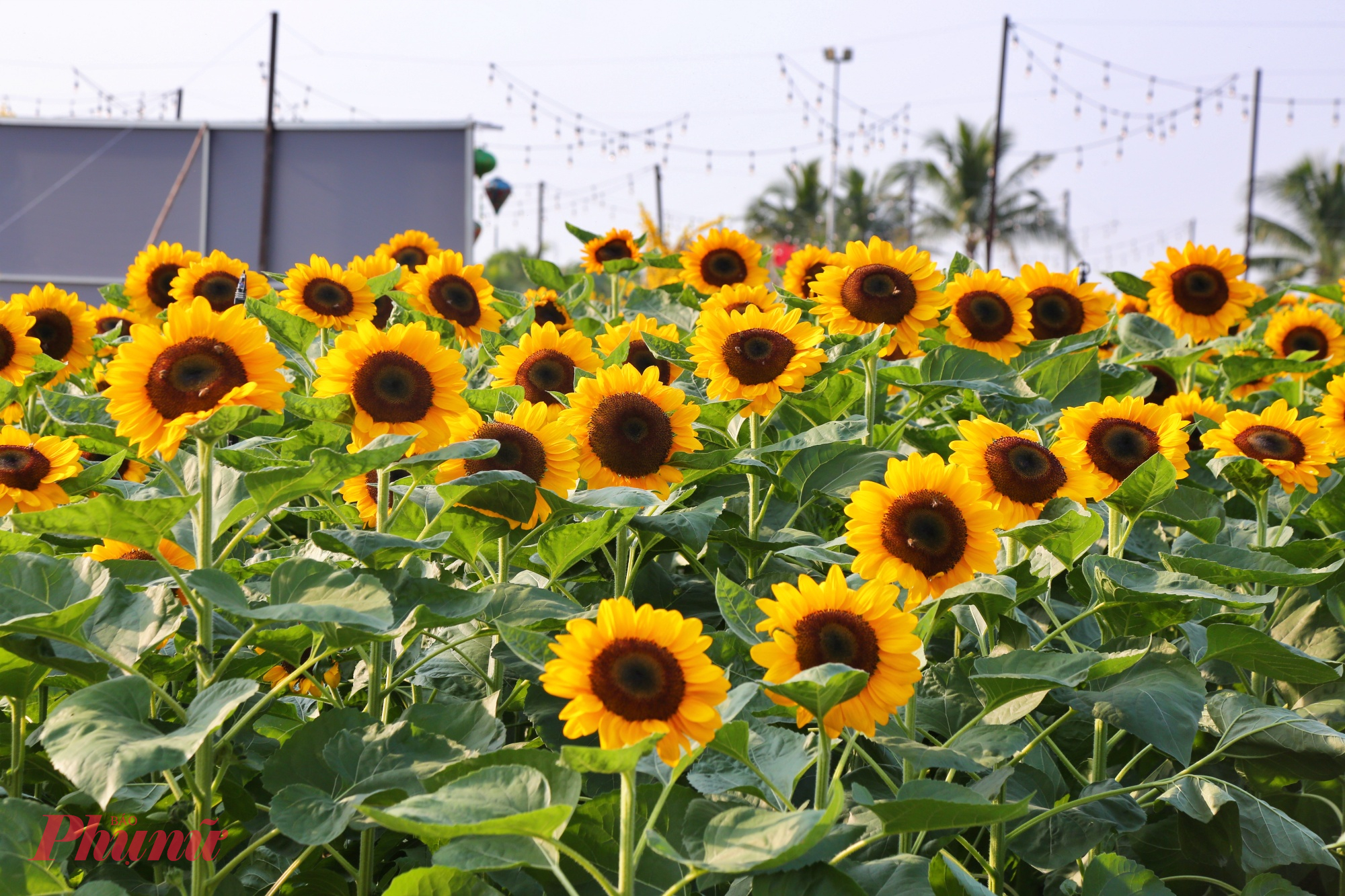 Theo đơn vị quản lý, năm nay vườn hoa hướng dương được trồng thu hẹp hơn nhưng thay vào đó lại xuất hiện nhiều loại hoa khác để tô điểm thêm cho sắc màu Tết