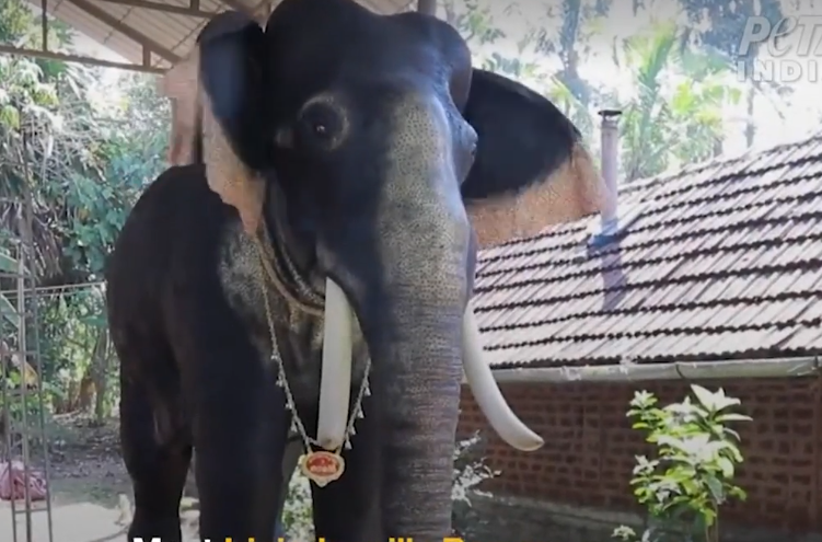 Jharkhand đã ghi nhận gần 1.300 trường hợp tử vong do voi tấn công trong 23 năm qua, theo một nghiên cứu gần đây của Viện Động vật hoang dã Ấn Độ.