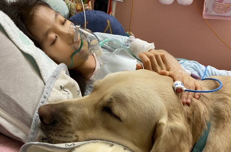 Một chú chó nghiệp vụ nằm ngủ bên cạnh một bệnh nhân tại Trung tâm Sức khỏe và Phát triển Trẻ em Quốc gia ở Tokyo. | SHINE ON! KIDS / VIA JIJI