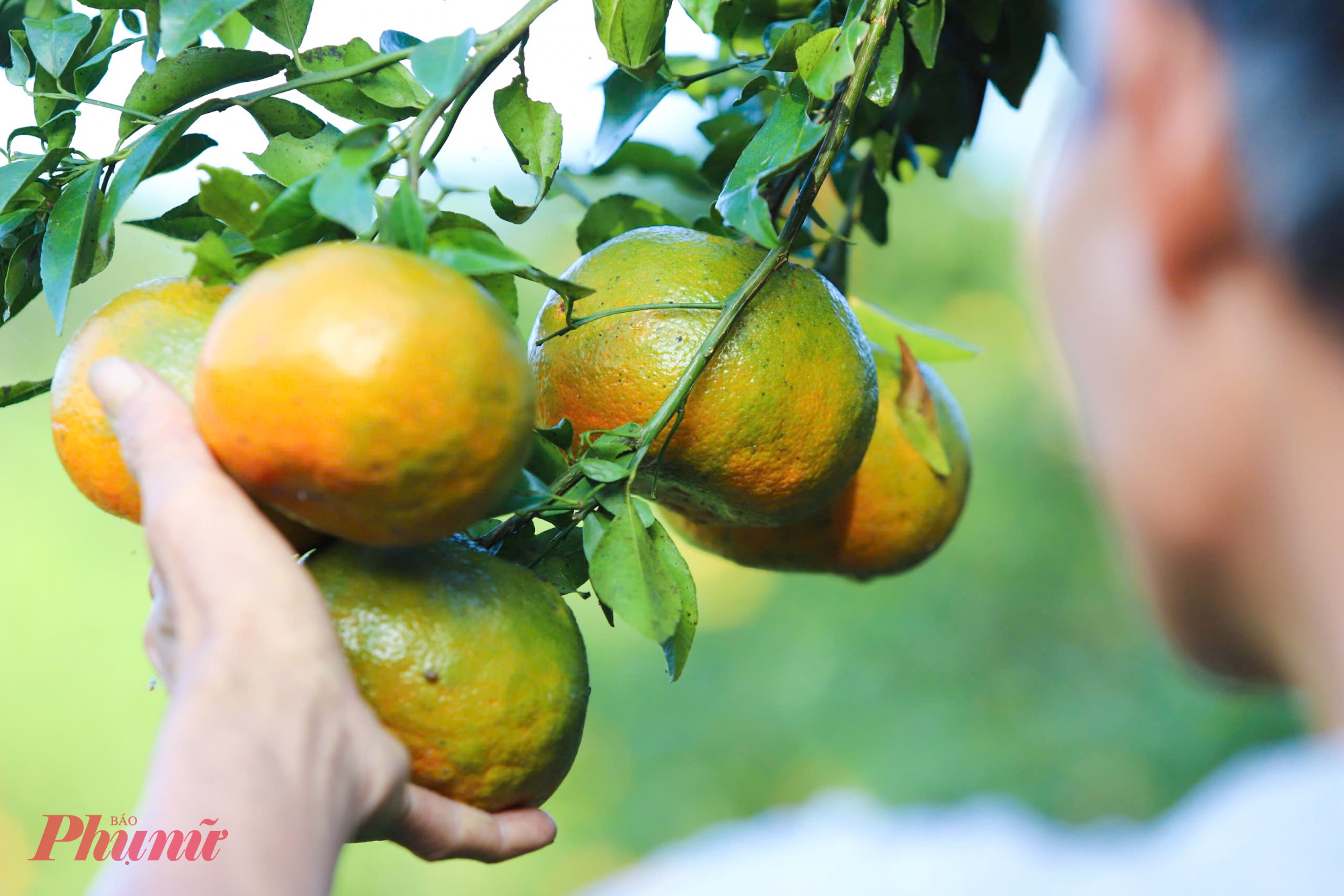 Toàn tỉnh Hà Tĩnh hiện có hơn 1.000ha cam bù, tập trung chủ yếu ở các xã miền núi thuộc huyện Hương Sơn trước đây. Trong đó, xã Kim Hoa được xem là “thủ phủ” của giống cam bù Hương Sơn, nơi những vườn cam được trồng trên các triền đồi cao. Cam bù chỉ cho quả mỗi năm một lần, thu hoạch vào dịp tết Nguyên đán.