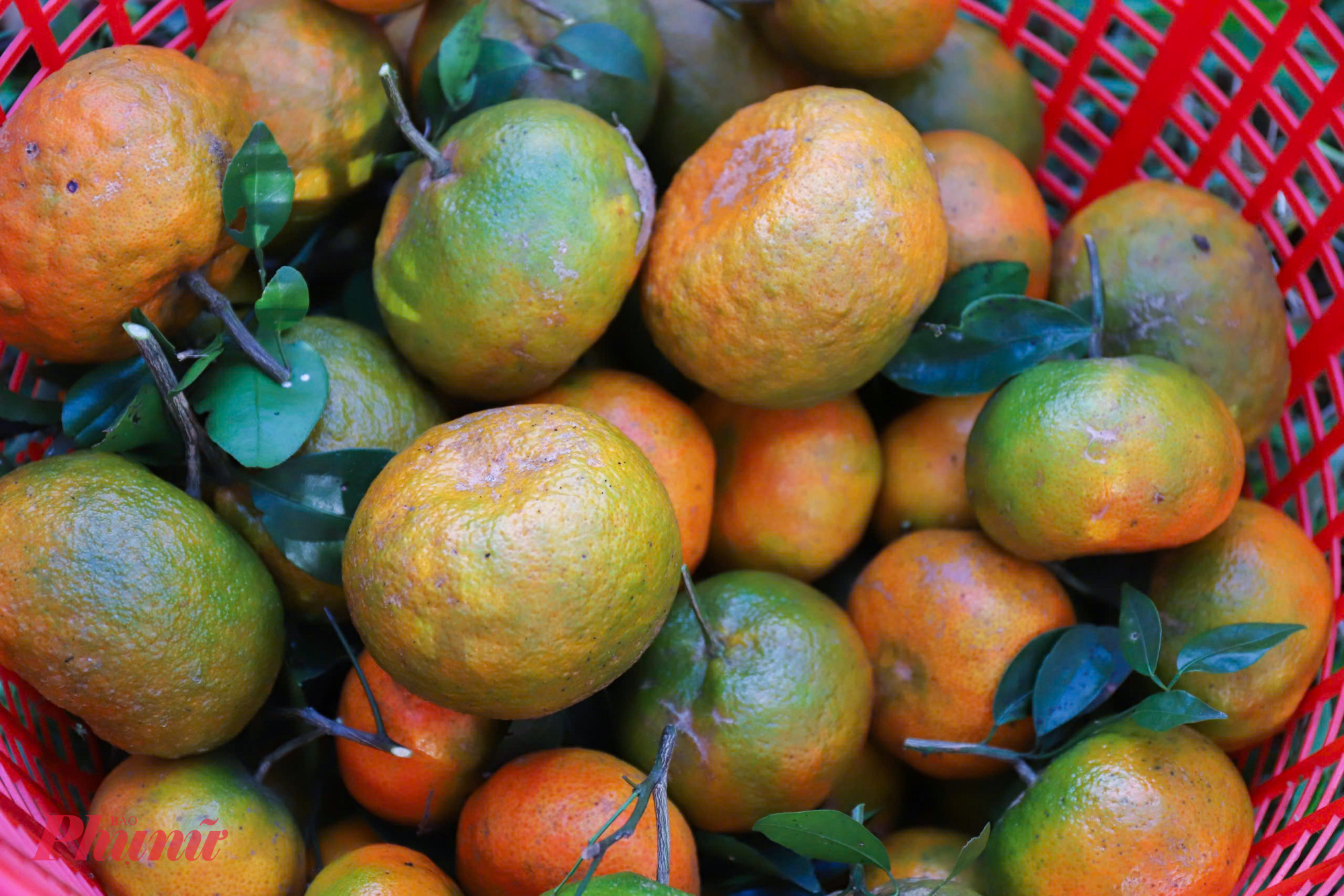 Điều làm nên thương hiệu cam bù chính là hình dáng và hương vị khó lẫn. Quả cam to tròn, trung bình chỉ 4-5 quả/kg, có quả nặng tới nửa cân. Vỏ cam chín vàng óng, dày, khi già trở nên xốp và hơi xù xì, dễ bóc. Bên trong là những múi cam không đều nhau, to nhỏ “bù trừ”, cũng từ đó mà cái tên cam bù ra đời. 