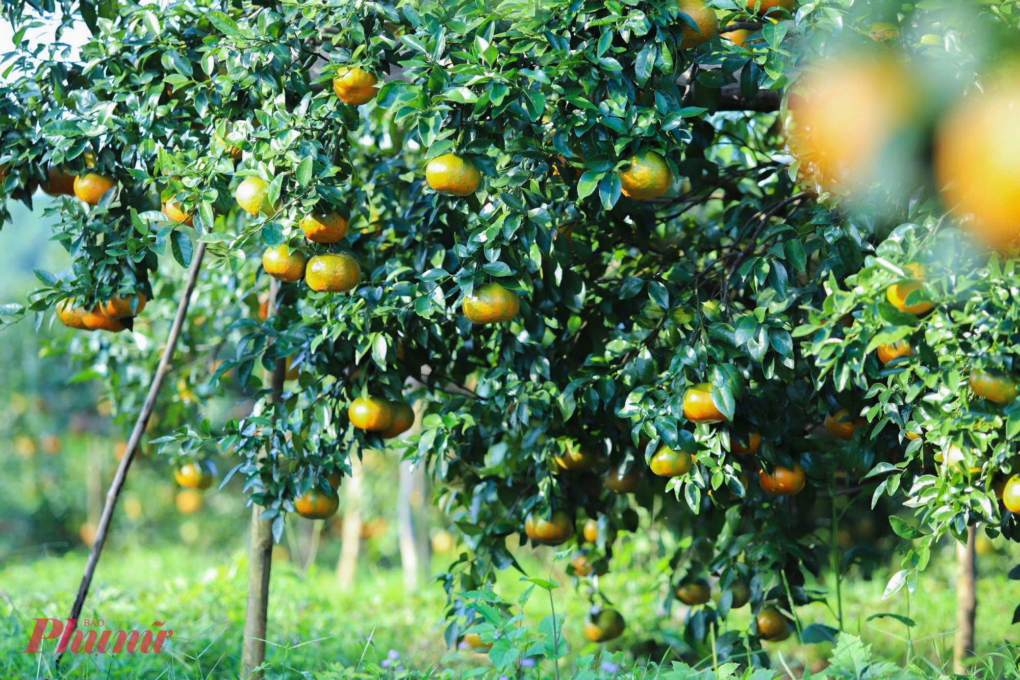 Nhắc đến Hà Tĩnh, ngoài những câu ví giặm ngọt ngào vang lên giữa đời thường hay bức tranh miền sơn cước trầm mặc, yên bình, người ta còn nhớ đến một miền ẩm thực dân dã mà đậm đà bản sắc. Từ miếng kẹo cu đơ dẻo bùi, trái bưởi Phúc Trạch thơm mát nức tiếng gần xa, cho đến sắc vàng rực rỡ của cam bù Hương Sơn - một đặc sản trứ danh mang hương vị rất riêng.