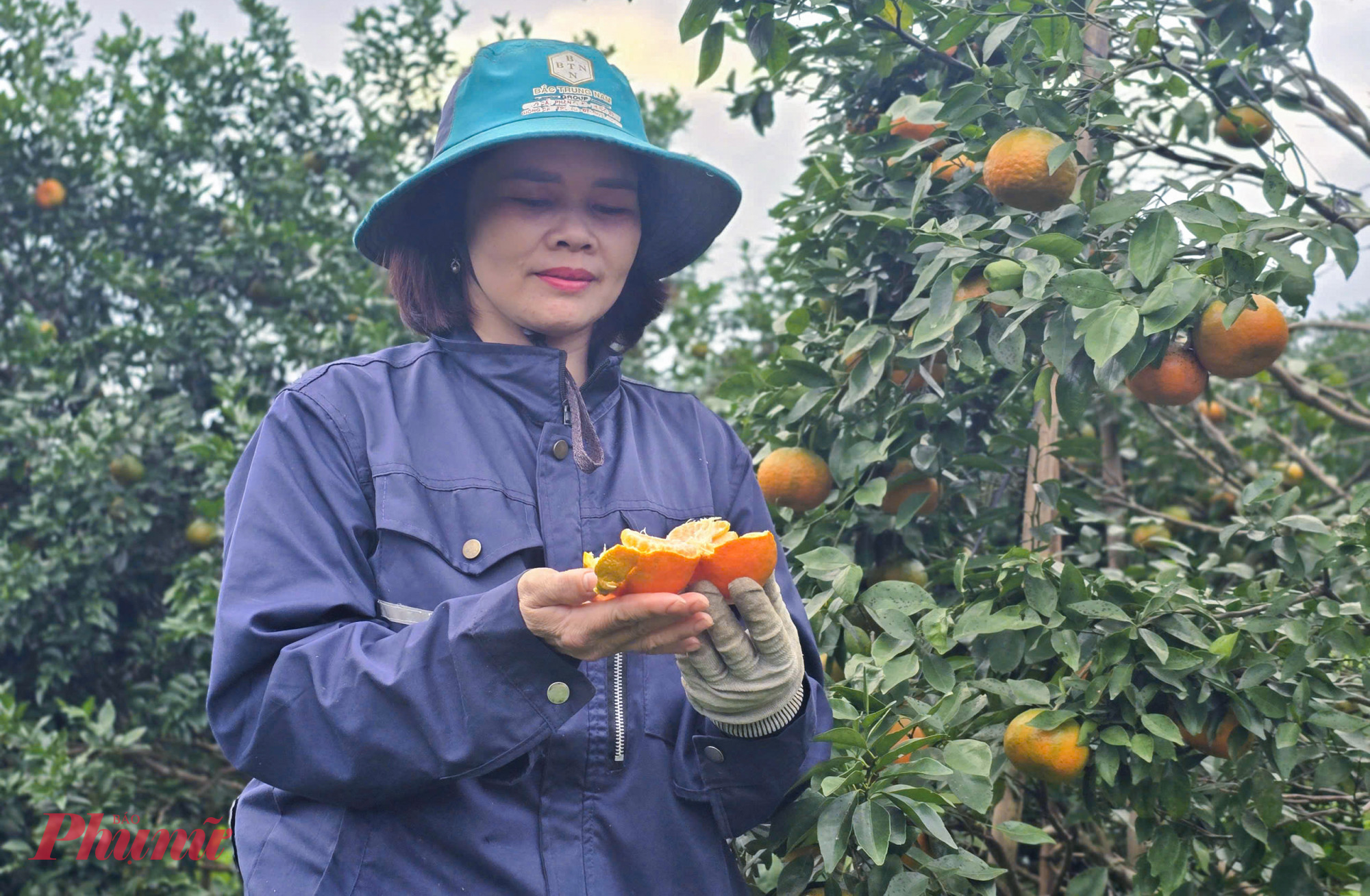 Không chỉ dừng lại ở hương vị, cam bù còn được xem như “vị thuốc” dân gian. Chị Hoàng Thị Hiền (42 tuổi, trú xóm Hội Sơn, xã Kim Hoa) nói rằng, từ thời cha ông, cam bù đã được dùng để chữa cảm cúm như một loại kháng sinh tự nhiên. “Chớm hắt hơi, sổ mũi, ăn liền một quả cam bù chấm ruốc là thấy người nhẹ hẳn, tinh thần tỉnh táo hơn hẳn” - chị Hiền nói.