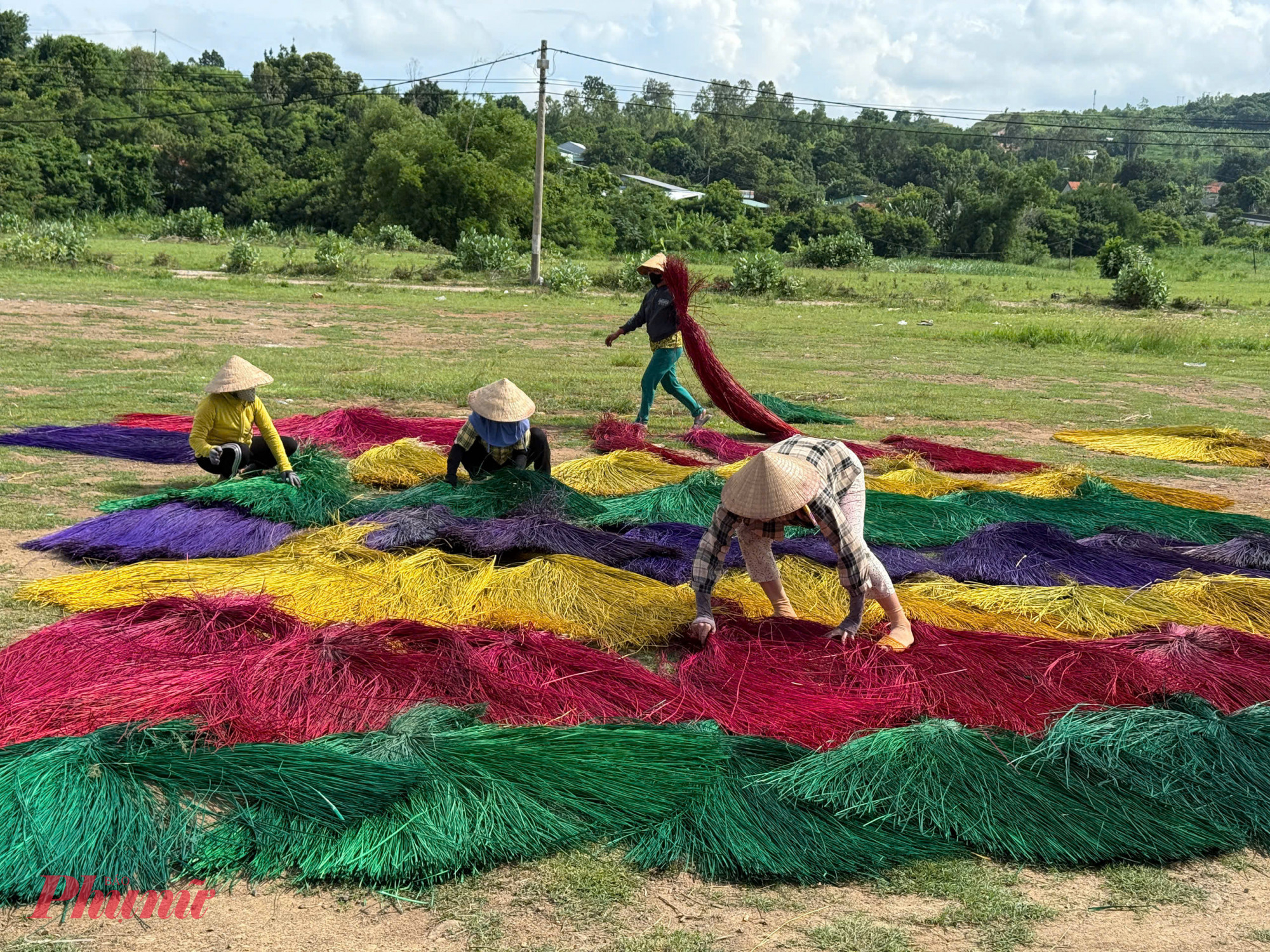 Cói sau khi nhuộm màu được phơi nắng cẩn thận
