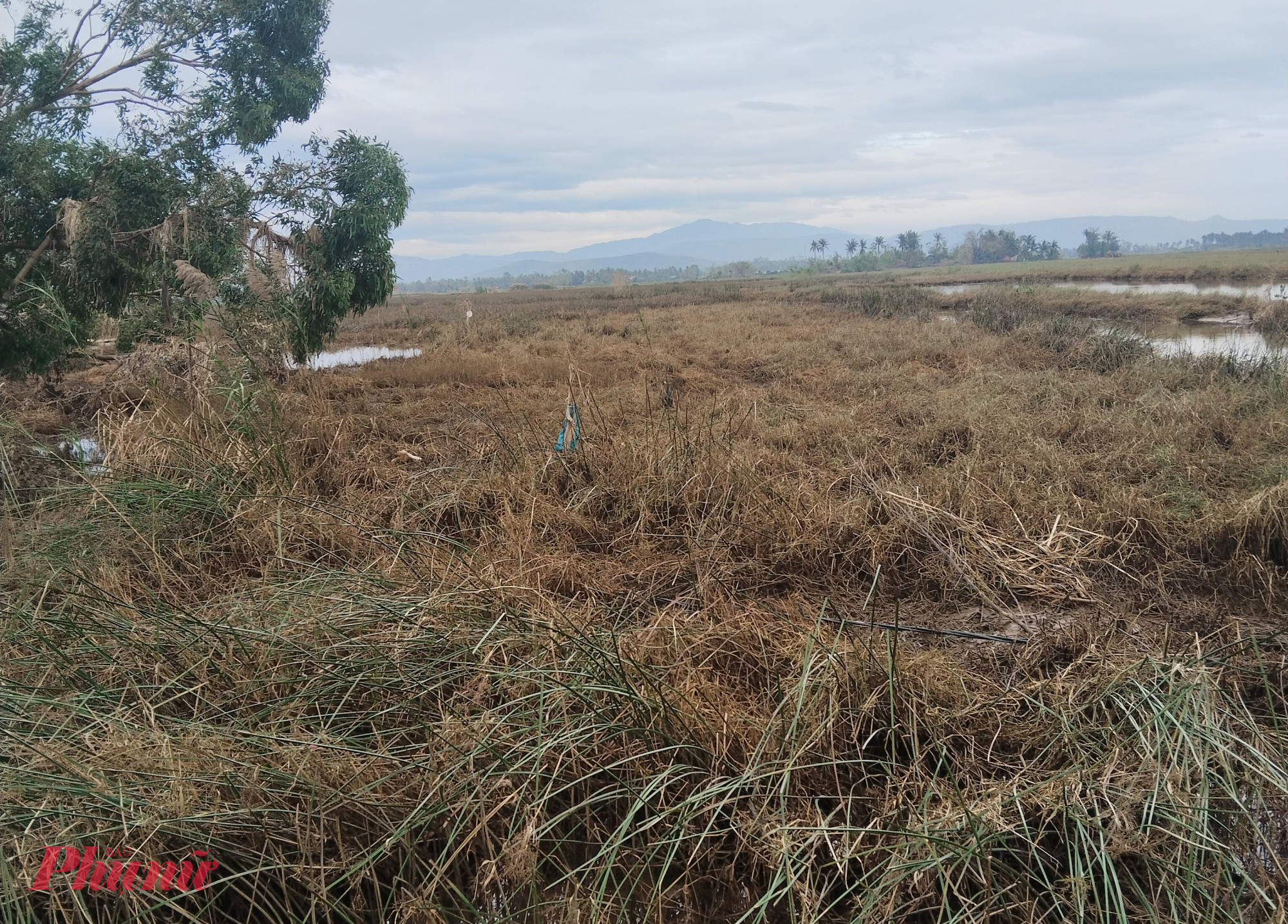 Cánh đồng cói bị hư hỏng sau mưa lũ