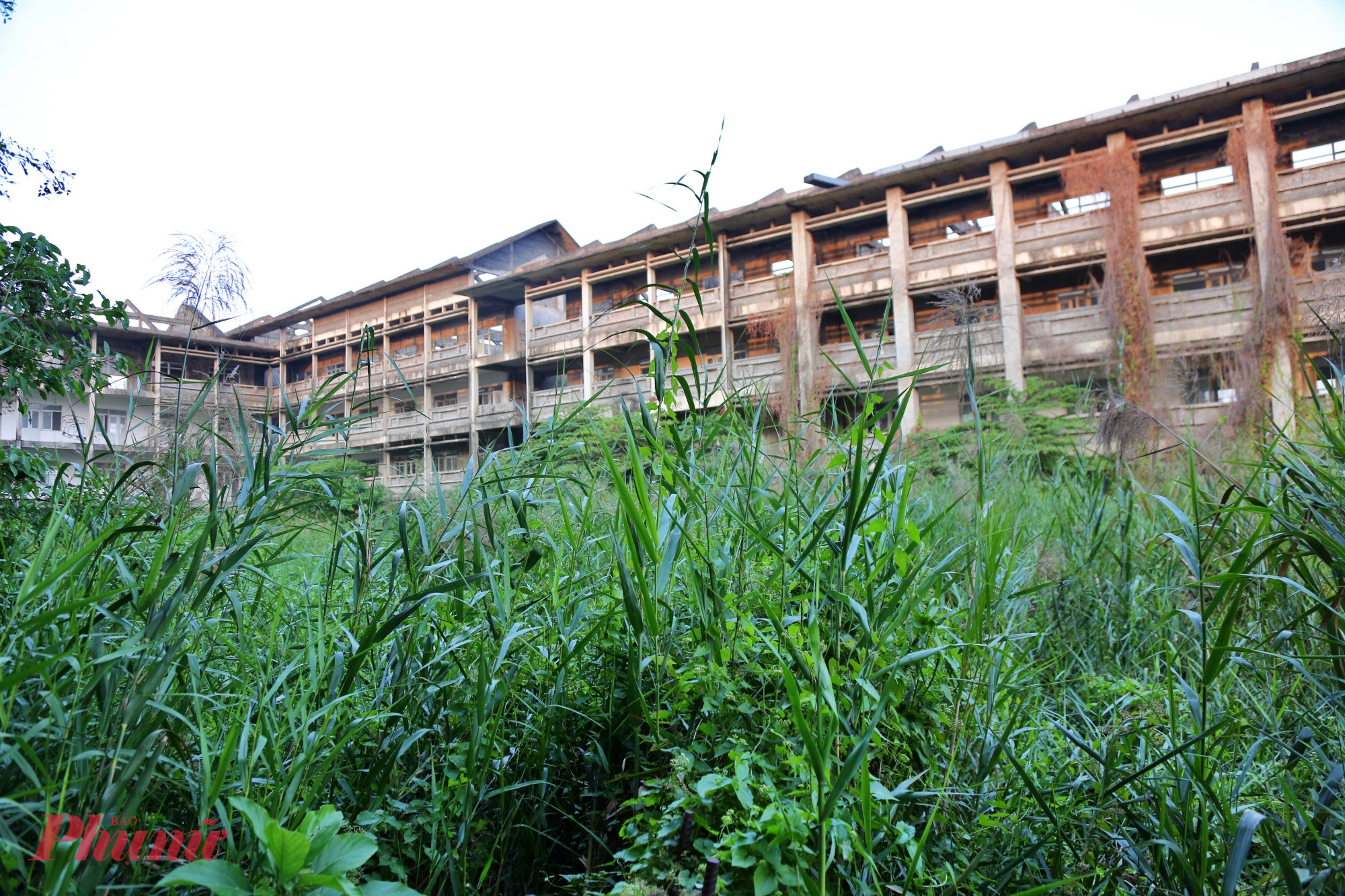Sau nhiều năm không có người sử dụng, cỏ dại mọc um tùm, có nơi cao quá nửa đầu người, phủ kín sân trường, len lỏi cả vào các dãy hành lang và chân cầu thang.
