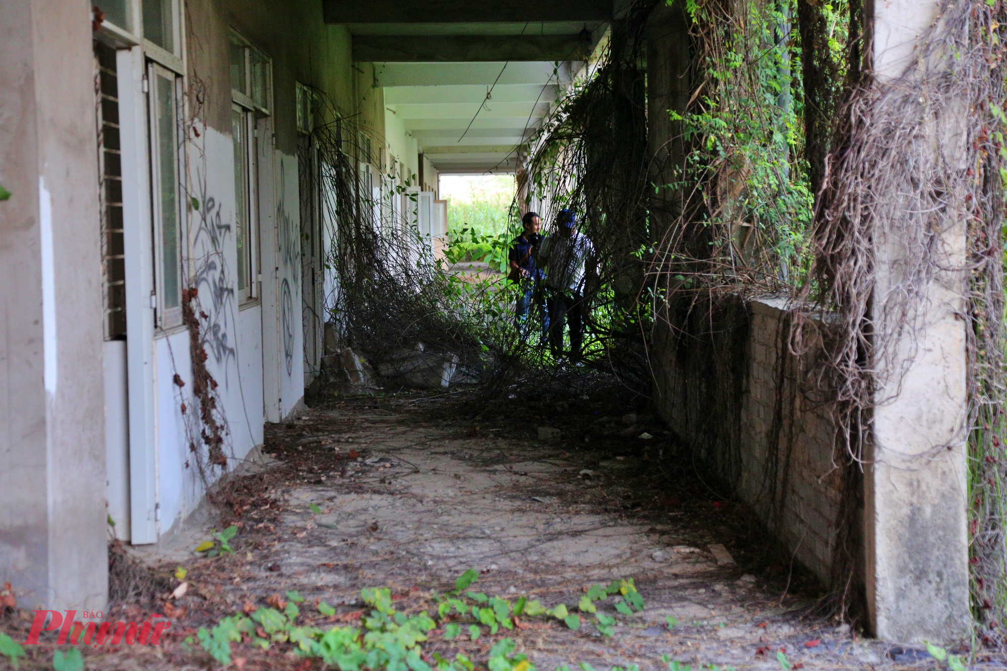 Những lối đi vốn được thiết kế cho học sinh nay bị che khuất hoàn toàn, chỉ còn lác đác vài mảng bê tông lộ ra giữa đám cỏ hoang.