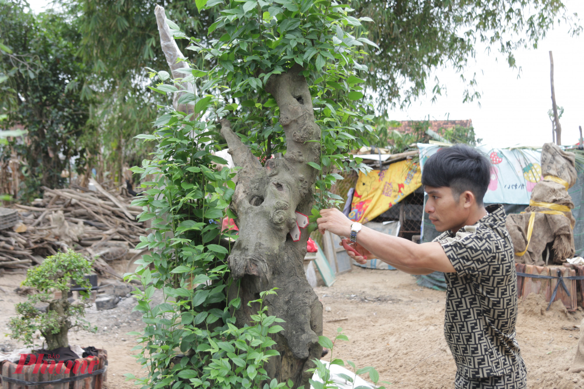 Một người dân chăm chút lại cho những cây cảnh còn sót lại sau lũ dữ