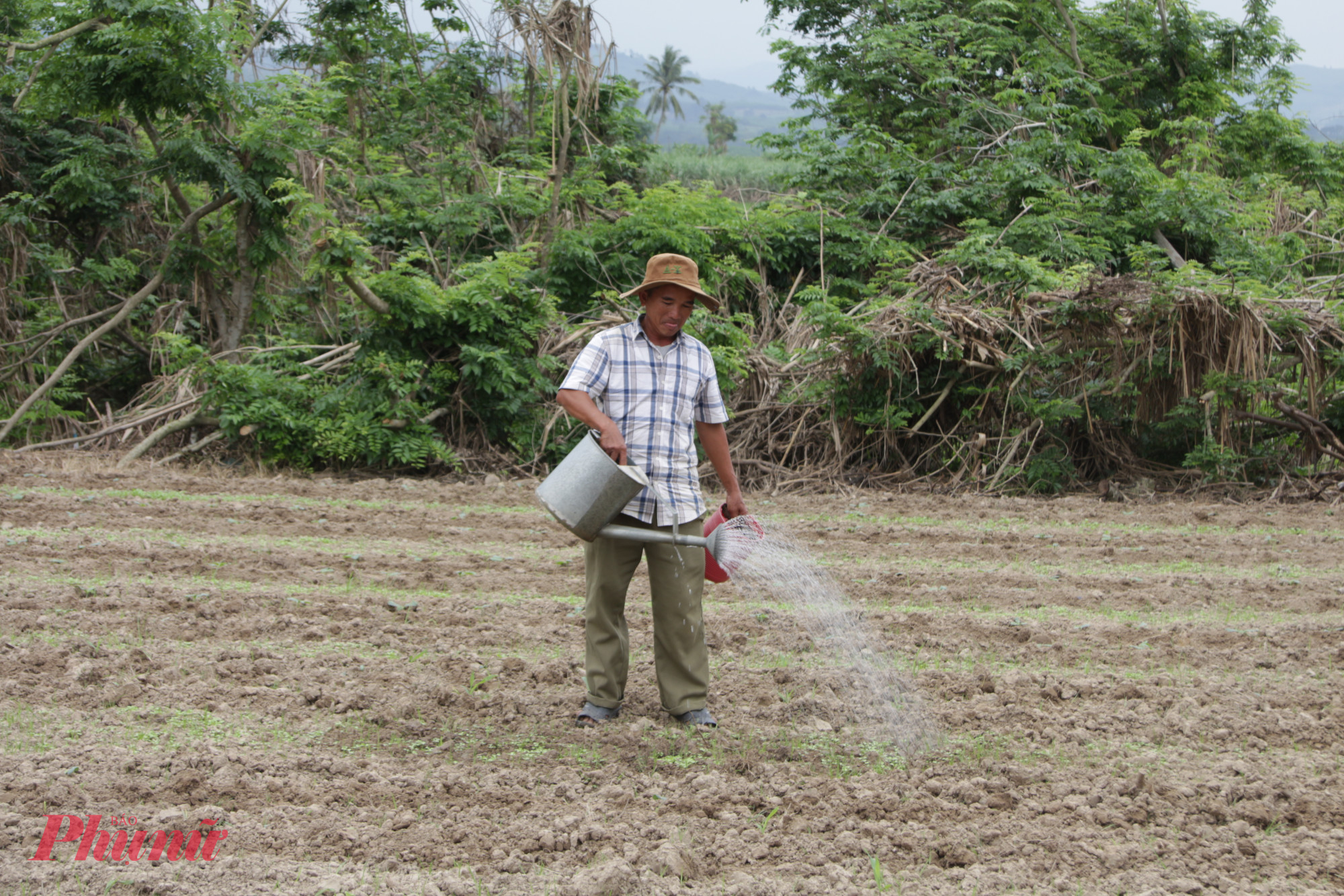 Nhiều hộ dân trồng rau phục vụ cho vụ Tết