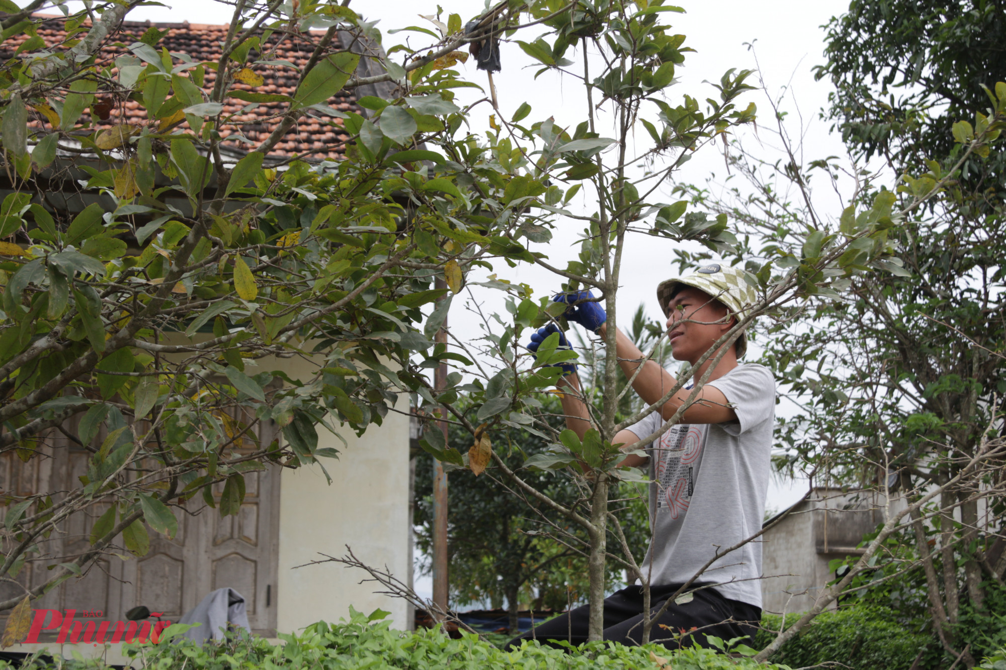 Người dân xóm Bãi Điều tranh thủ nhặt lá mai để hoa bung nở đúng dịp Tết