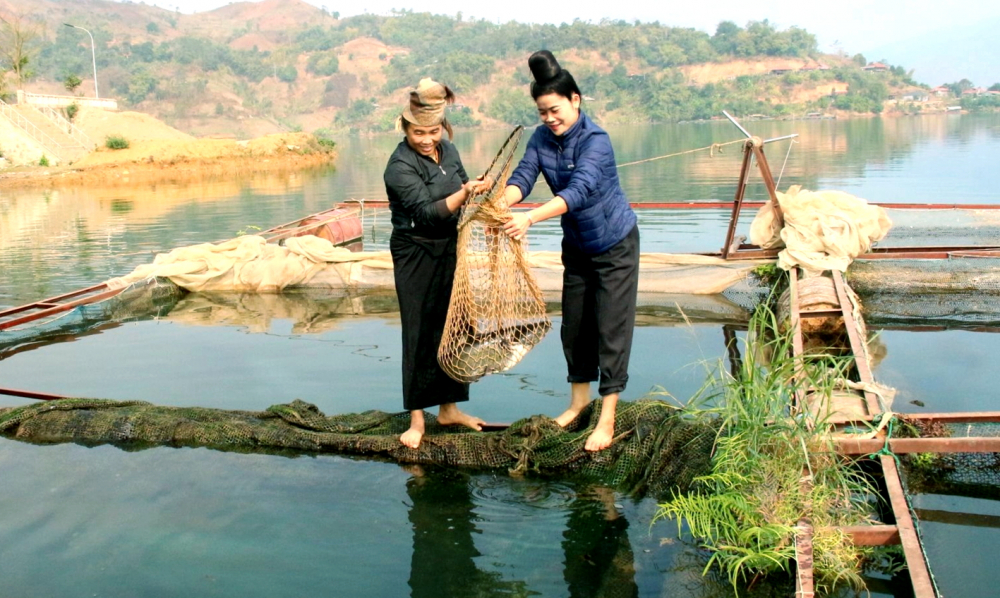 Phụ nữ xã Chiềng Bằng, tỉnh Sơn La thu hoạch cá nuôi trên hồ thủy điện Sơn La - ẢNH: THANH ĐÀO