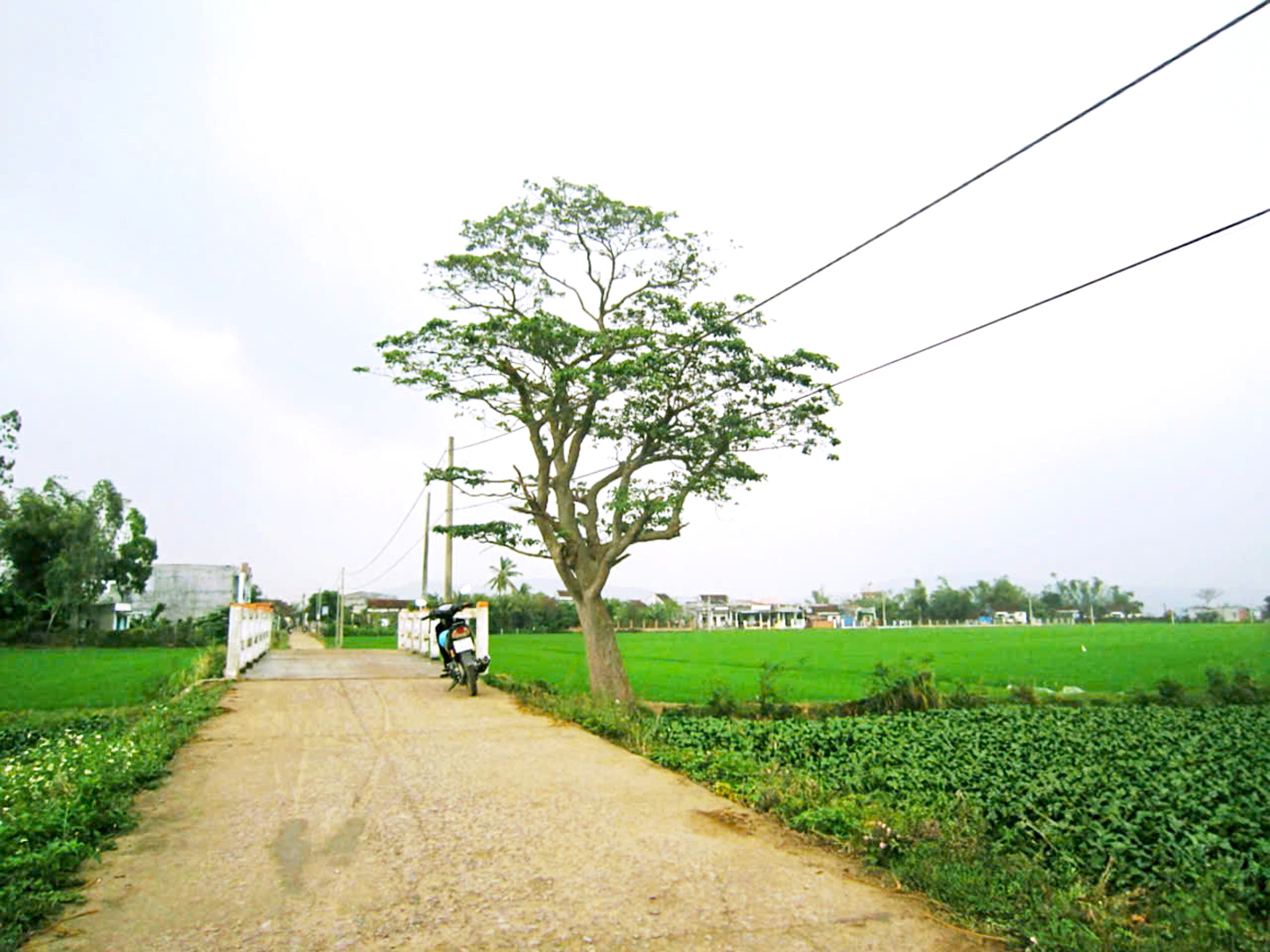 Đường về nhà tác giả