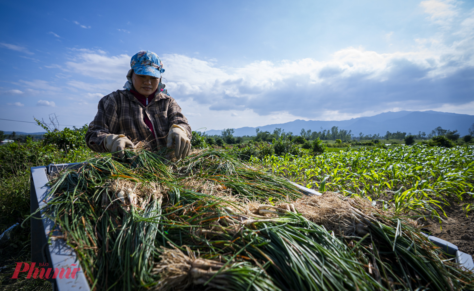 Sau khi nhổ dưới ruộng, người dân đưa kiệu lên xe để  hở về nhà để hoàn tất các công đoạn cuối trước khi giao cho thương lái.