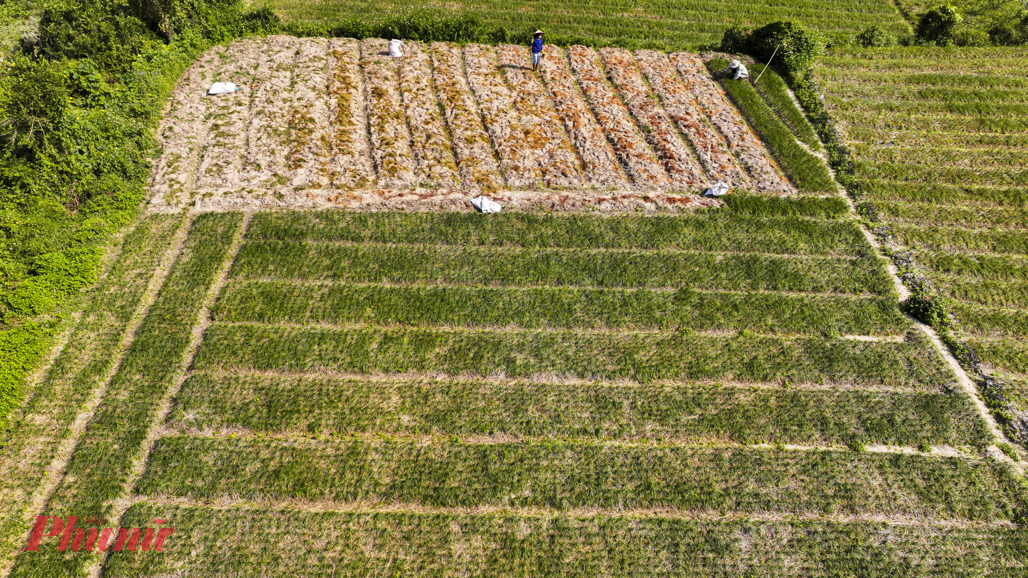 Thế nhưng năm nay, thiên tai đến dồn dập. Mưa lớn kéo dài, nước ngập trắng ruộng khiến nhiều hộ trồng kiệu thấp thỏm lo âu. Bởi kiệu là loại cây ưa đất khô ráo, rất “kỵ” ngập úng; chỉ cần nước dâng vài ngày là củ dễ thối, rễ hư, nguy cơ mất trắng là điều khó tránh.