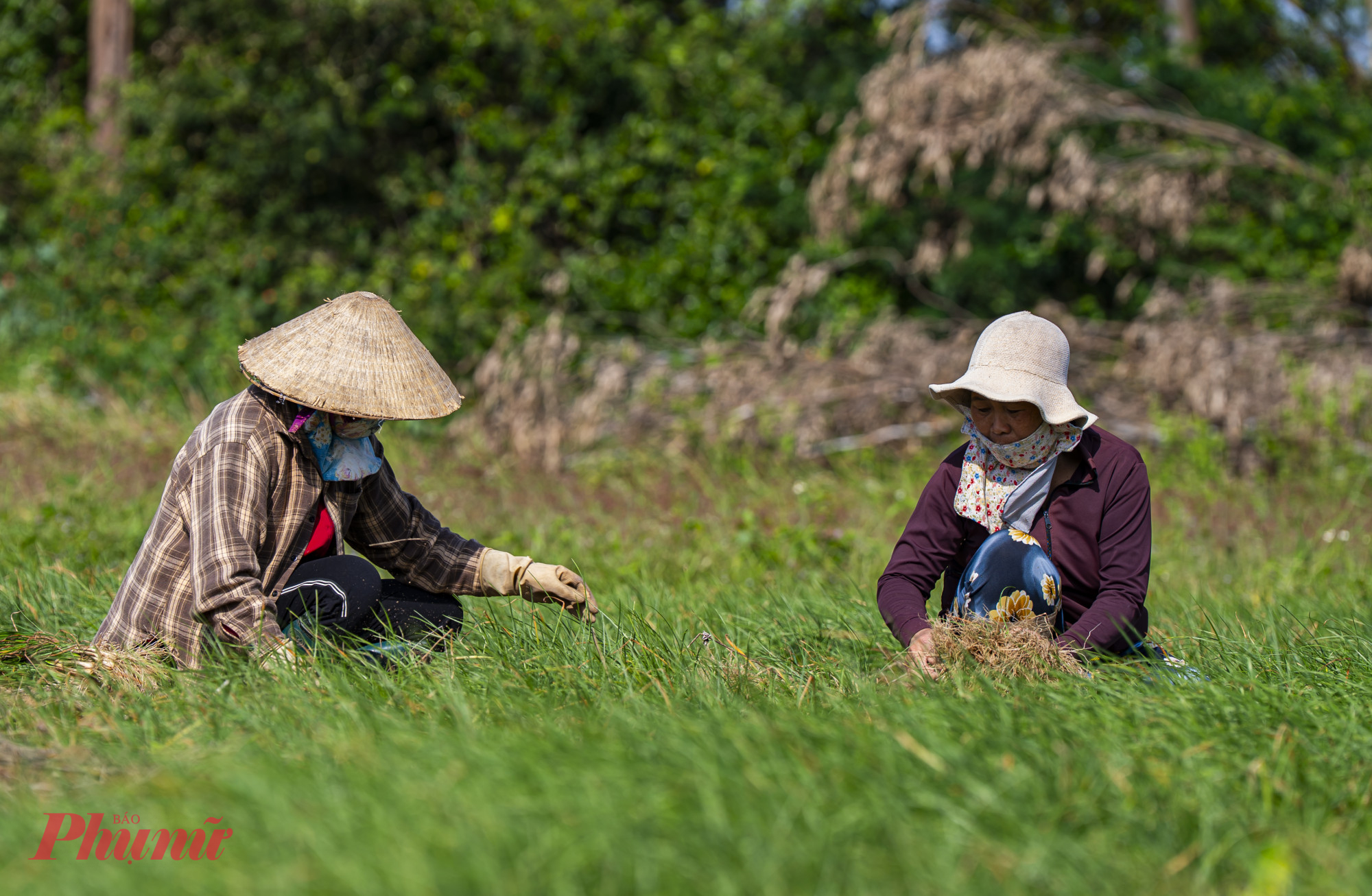 Với người dân ở xã Phù Mỹ Nam, mùa kiệu Tết năm nay là mùa của sự hồi sinh sau những ngày thiên tai khắc nghiệt.