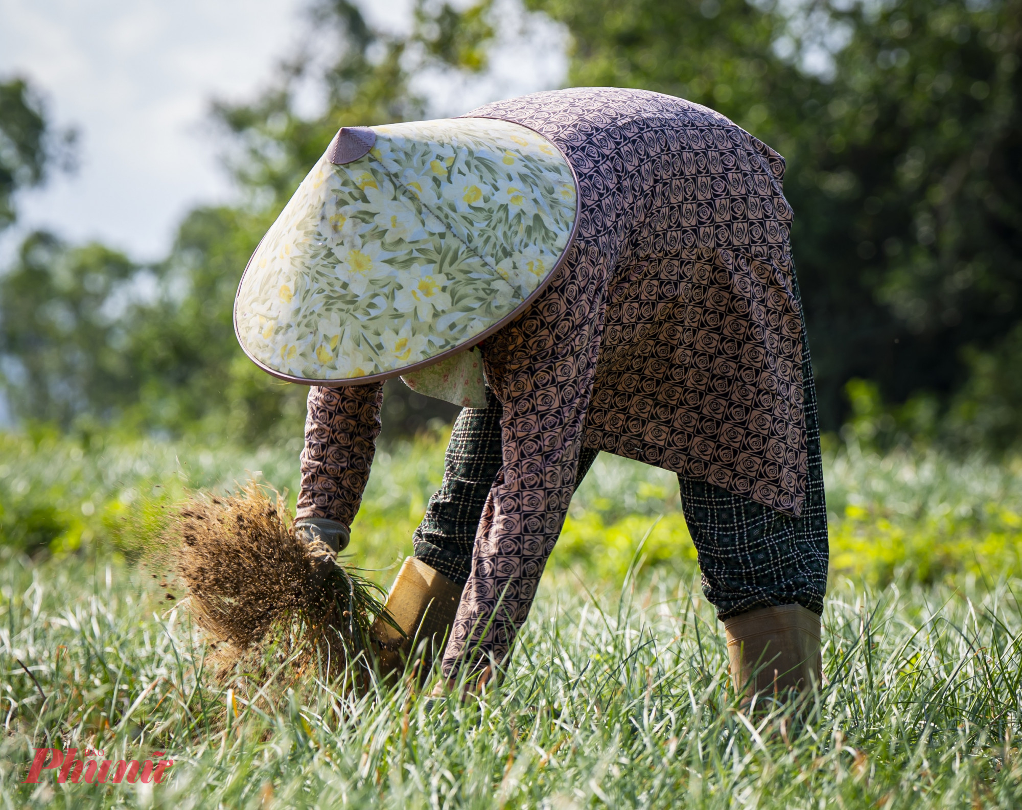 Không chỉ vậy, giá cả đầu ra cũng khá ổn định, góp phần nhân lên niềm vui cho người trồng kiệu. Kiệu đã cắt sẵn được thu mua với mức khoảng 50.000 đồng/kg; kiệu củ trung bình dao động từ 40.000 – 45.000 đồng/kg; còn kiệu củ nhỏ (kiệu quế) ở mức trên 30.000 đồng/kg. 