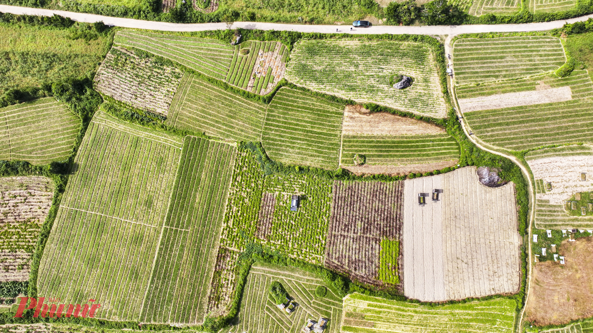 Thế nhưng, khi nước rút dần, thời tiết chuyển nắng, những luống kiệu thẳng hàng vẫn đứng vững, tiếp tục sinh trưởng tốt. 