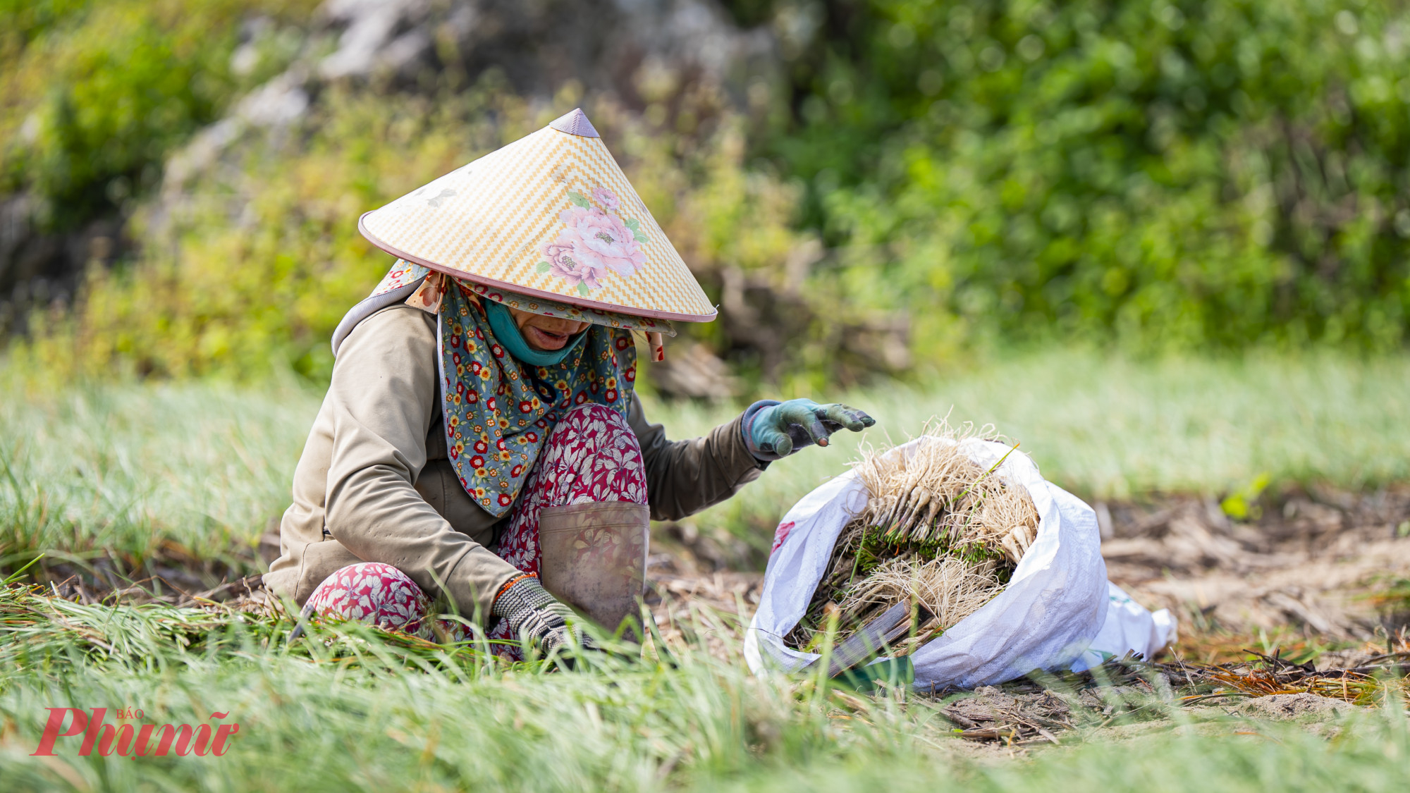 Kiệu được đưa ra thị trường phục vụ nhu cầu muối dưa, chuẩn bị mâm cỗ Tết của người dân khắp nơi.