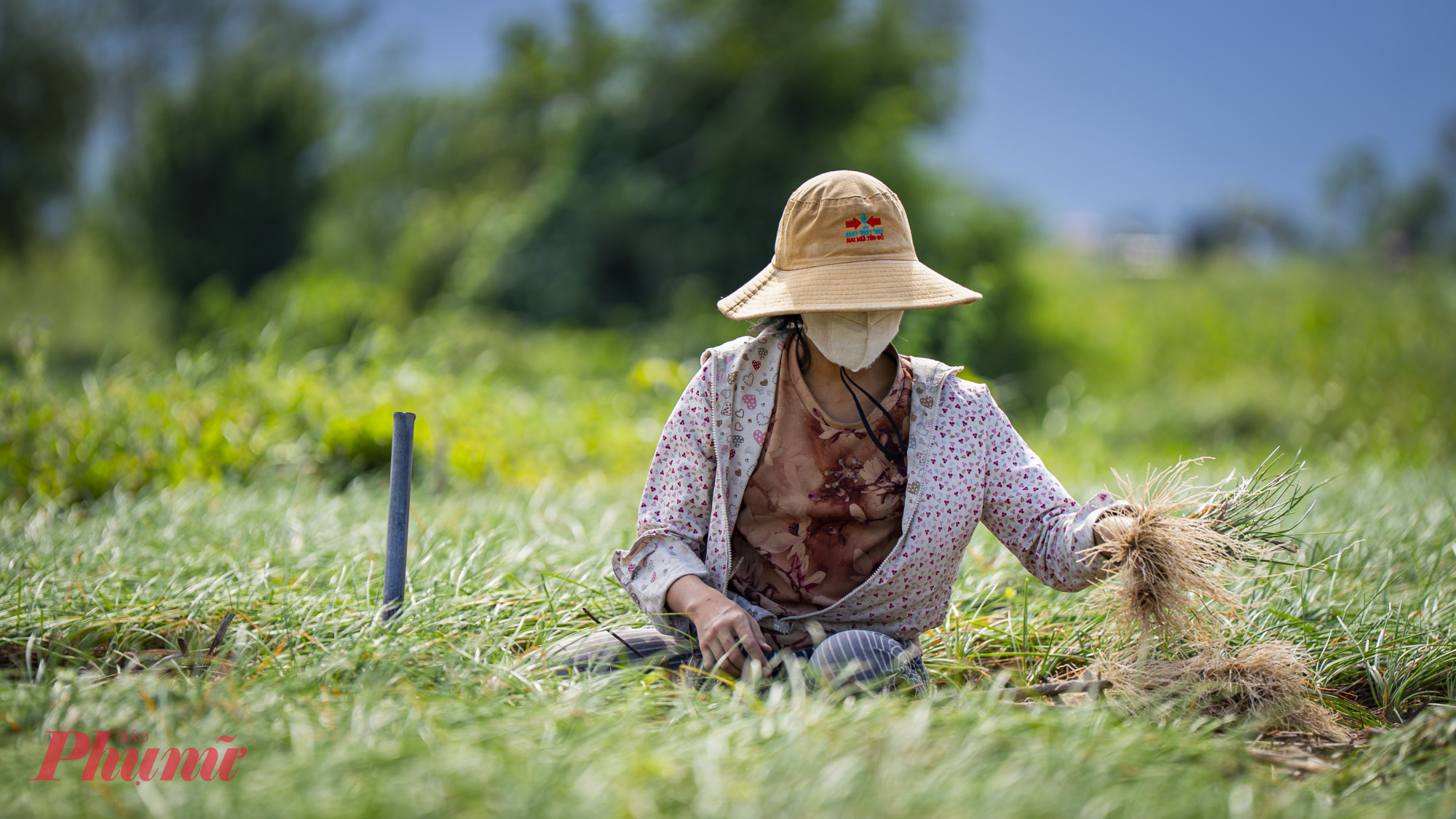 Theo người dân, dù năng suất chỉ xấp xỉ những năm trước, nhưng mùa kiệu năm nay vẫn được xem là một vụ mùa thành công.