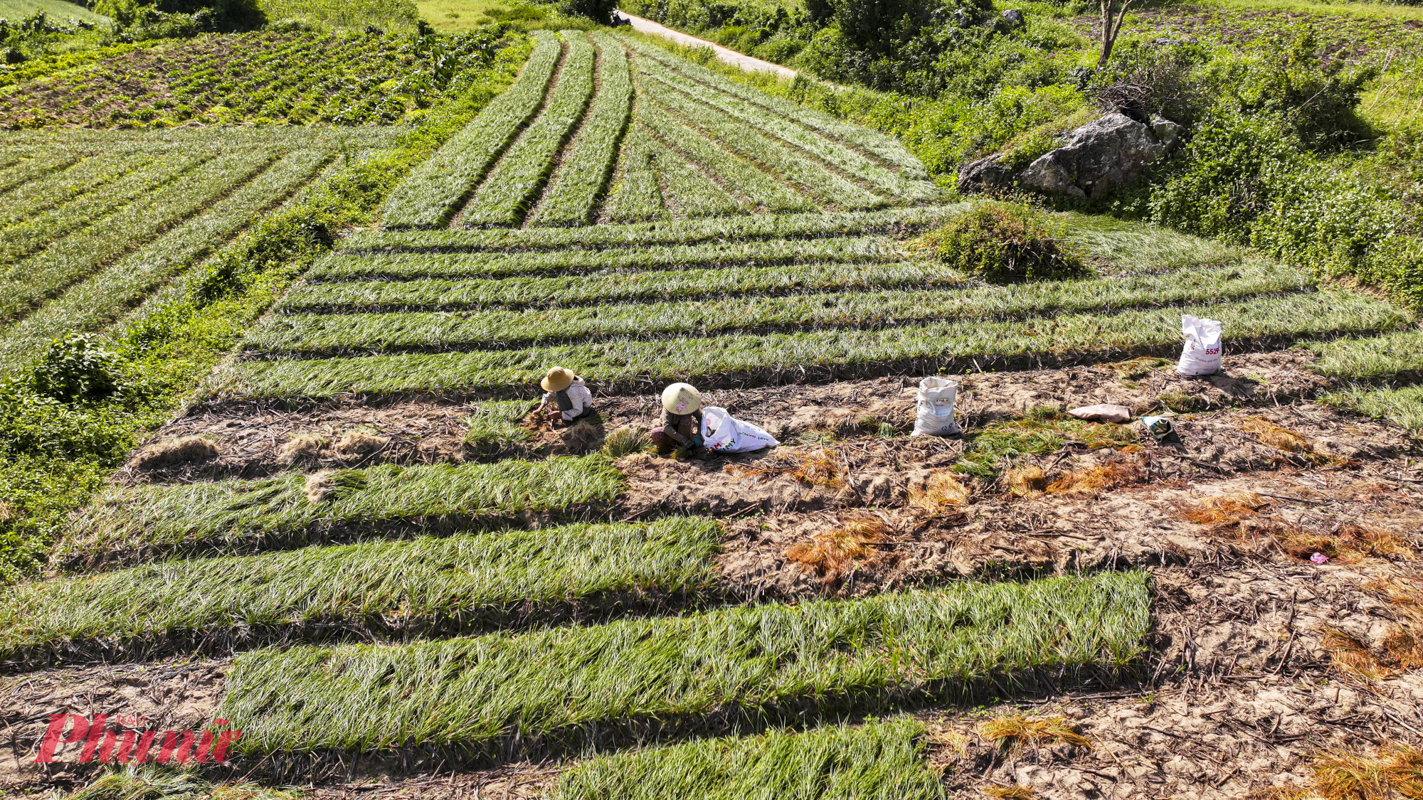 Lãnh đạo UBND xã Phù Mỹ Nam cho biết, kiệu là cây trồng truyền thống, đóng vai trò quan trọng trong cơ cấu cây trồng ngắn ngày của địa phương. Thời gian tới, xã sẽ khuyến khích người dân áp dụng các biện pháp kỹ thuật mới như tưới tiết kiệm nước, giảm chi phí sản xuất; xây dựng vùng trồng tập trung, gắn với đăng ký sản phẩm OCOP nhằm nâng cao giá trị và tạo đầu ra ổn định hơn cho cây kiệu.
