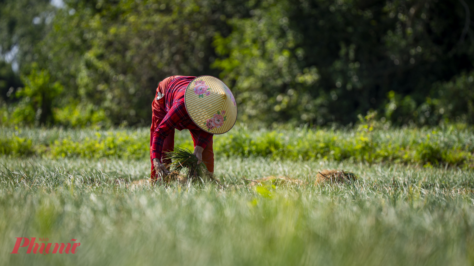 Theo người dân địa phương, kiệu thường được xuống giống từ cuối mùa mưa và chăm sóc liên tục suốt khoảng 3 tháng. 