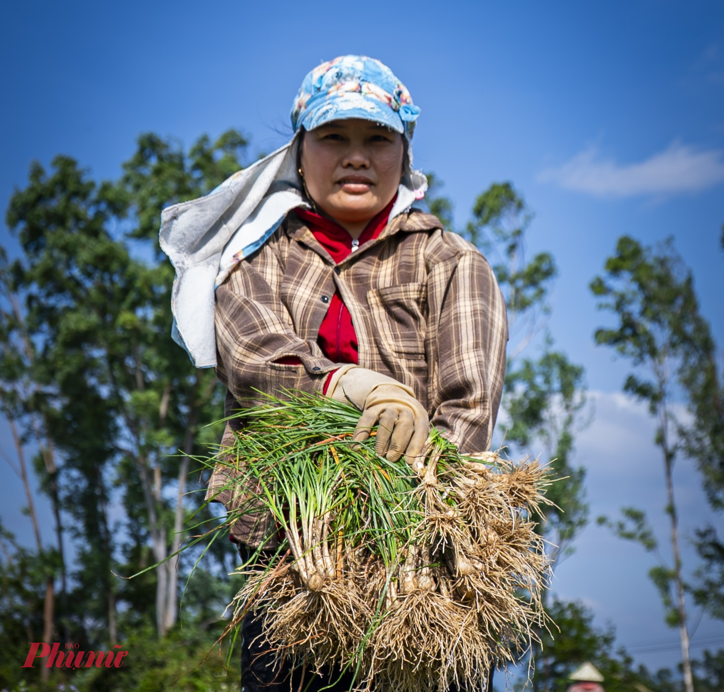 Củ kiệu đồng đều, trắng, đẹp, đảm bảo chất lượng, vượt qua được những thử thách khắc nghiệt của thiên tai.