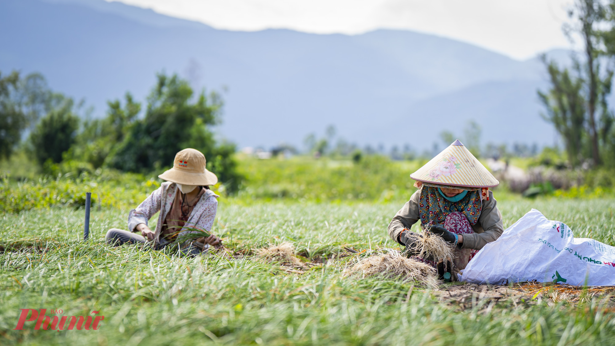 Từ cuối tháng 11 đến đầu tháng 12 âm lịch, vùng thủ phủ kiệu Phù Mỹ Nam bước vào cao điểm thu hoạch. 