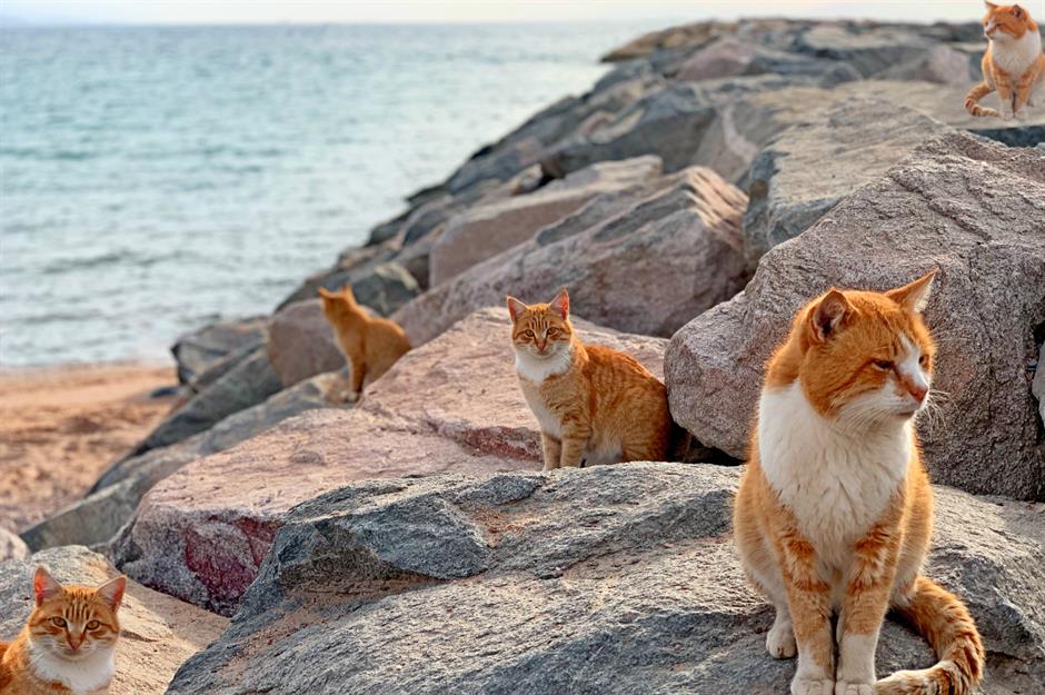 Aoshima (Nhật Bản) - Thiên đường của hoàng thượng: Nằm ngoài khơi bán đảo Oshika, Aoshima là thiên đường cho người yêu mèo - số lượng cư dân bốn chân áp đảo con người. Từ thế kỷ 18, mèo được đưa lên đảo để bảo vệ nghề dâu tằm khỏi nạn chuột. Khi chuột không còn, chúng tìm đến các làng chài xin cá và dần trở thành biểu tượng của sự may mắn, thịnh vượng. Ngày nay, với hơn 130 chú mèo dạn dĩ sống trên chu vi 11km, hòn đảo không chỉ là nơi lưu giữ nét đẹp văn hóa mà còn là điểm đến du lịch thu hút du khách.