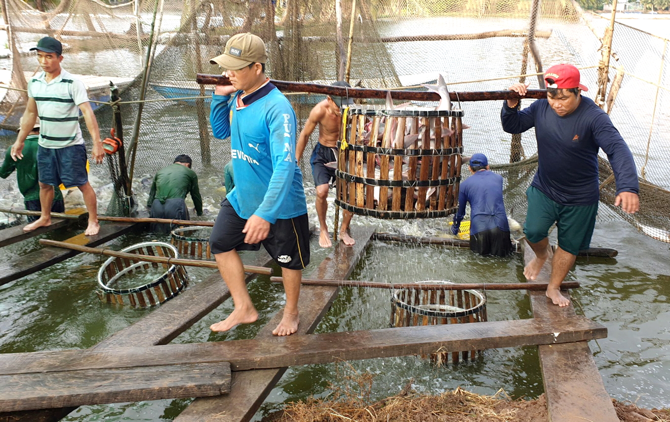 Người dân nuôi cá tra ở tỉnh An Giang phấn khởi vì cá tra năm nay được mùa, được giá